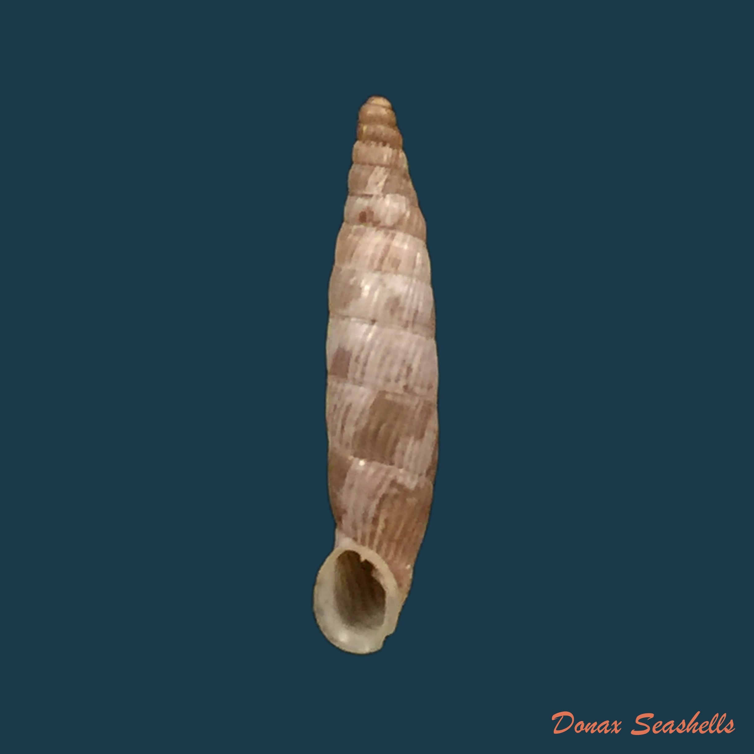 copia-de-albinaria-cretensis-virginea-l-pfeiffer-1846-17-3mm