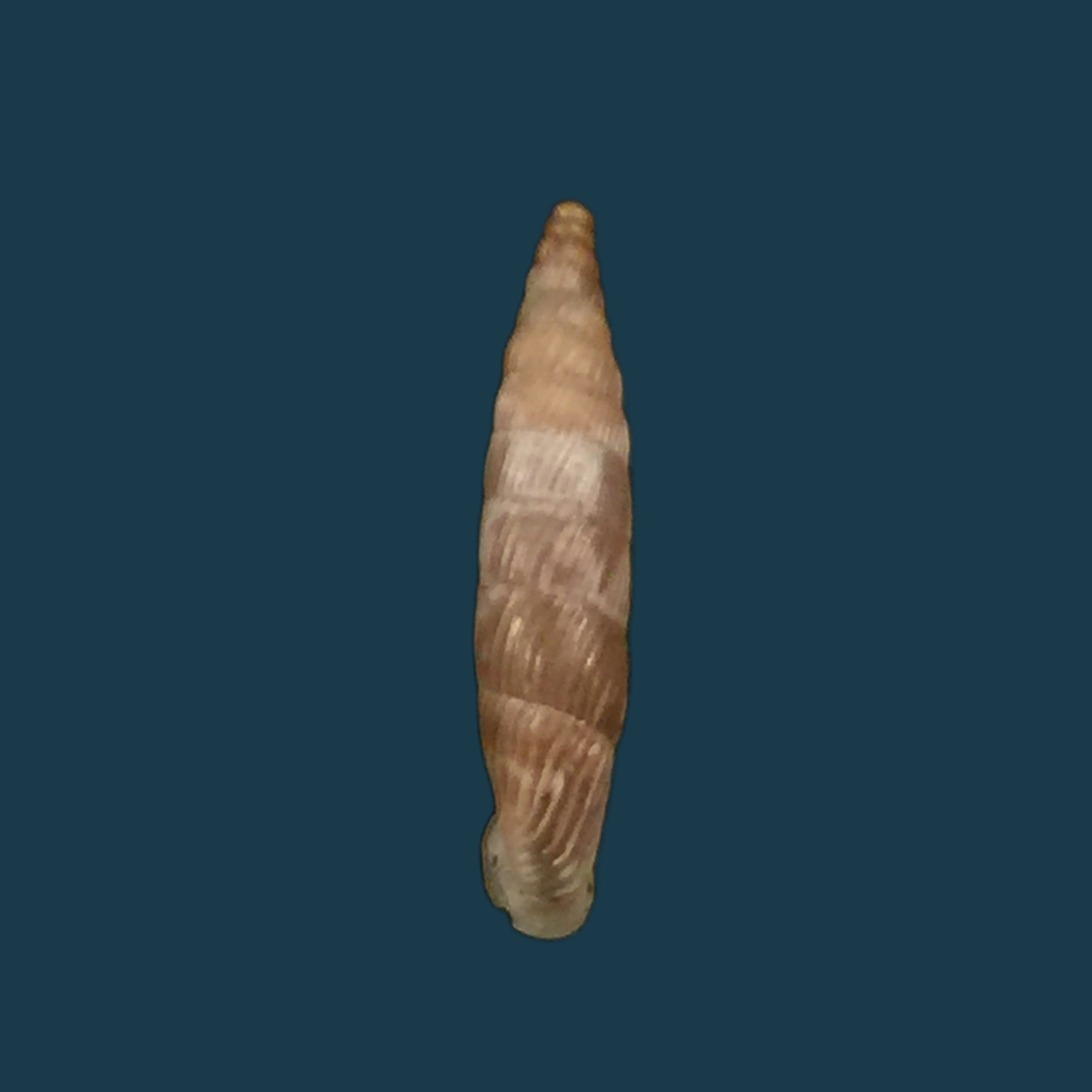 Albinaria cretensisgrabusana (O. Boettger, 1883) - 15,5mm