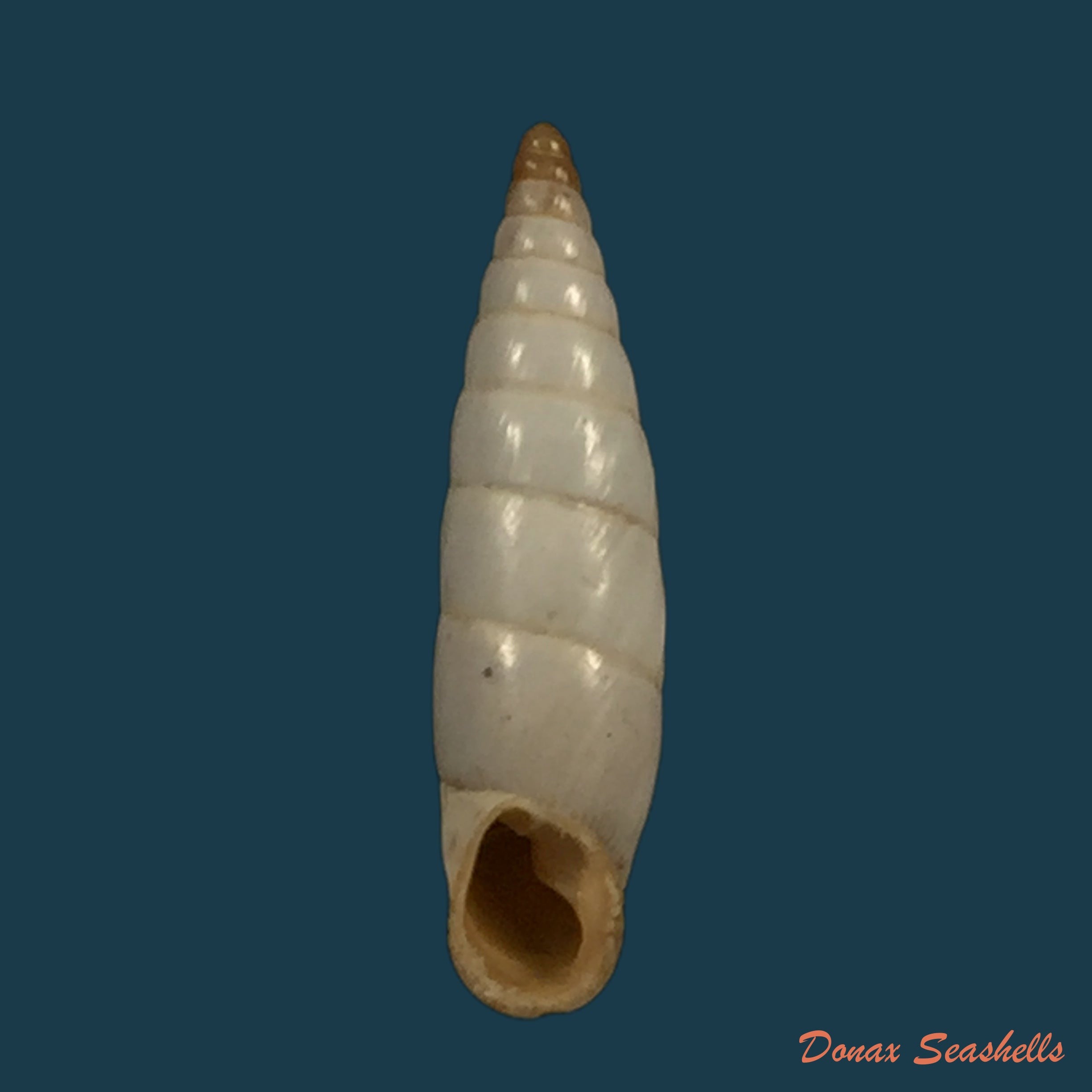 copia-de-albinaria-discolor-discolor-l-pfeiffer-1846-14mm-1