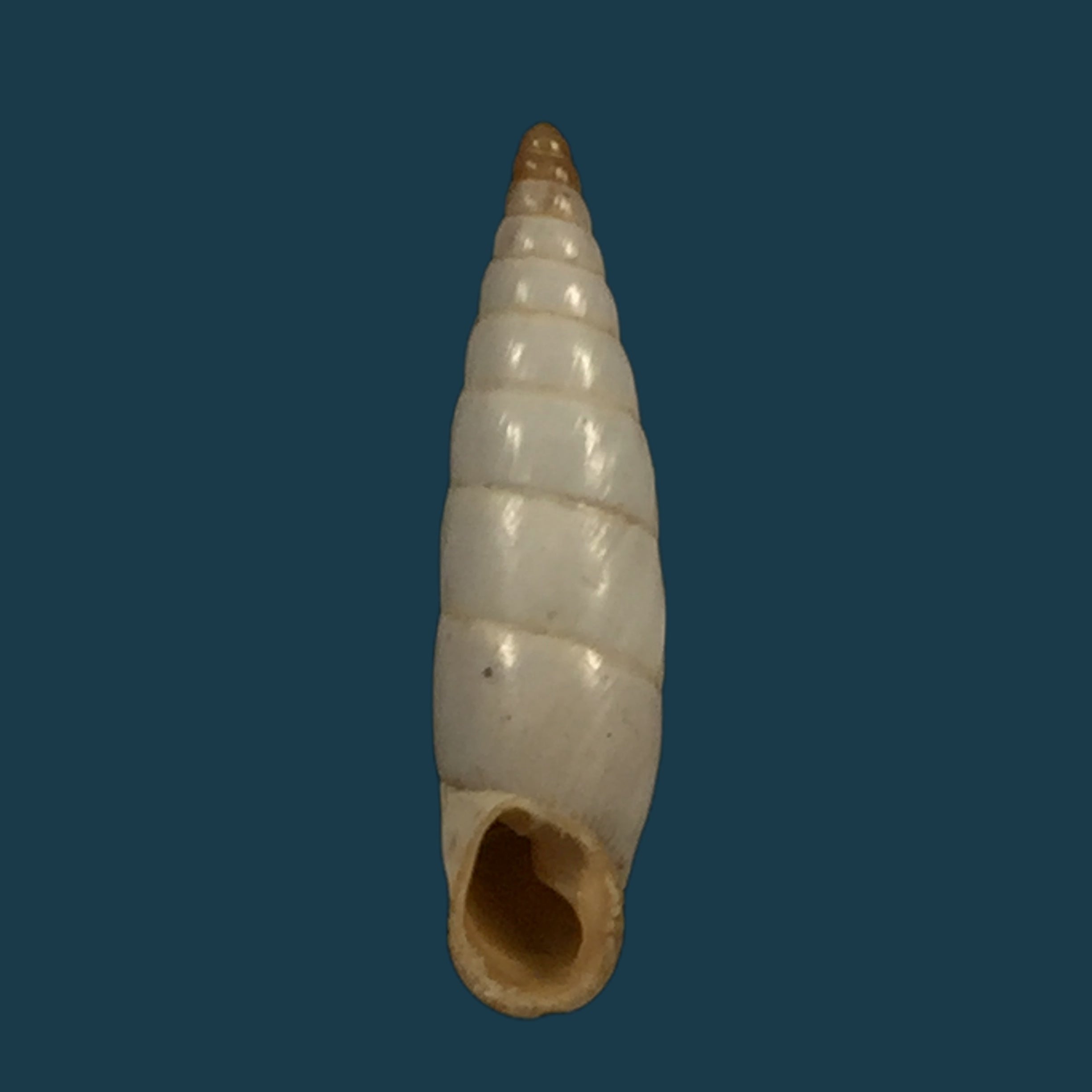 Albinaria nivea cathara (Westerlund, 1894) - 18,8mm