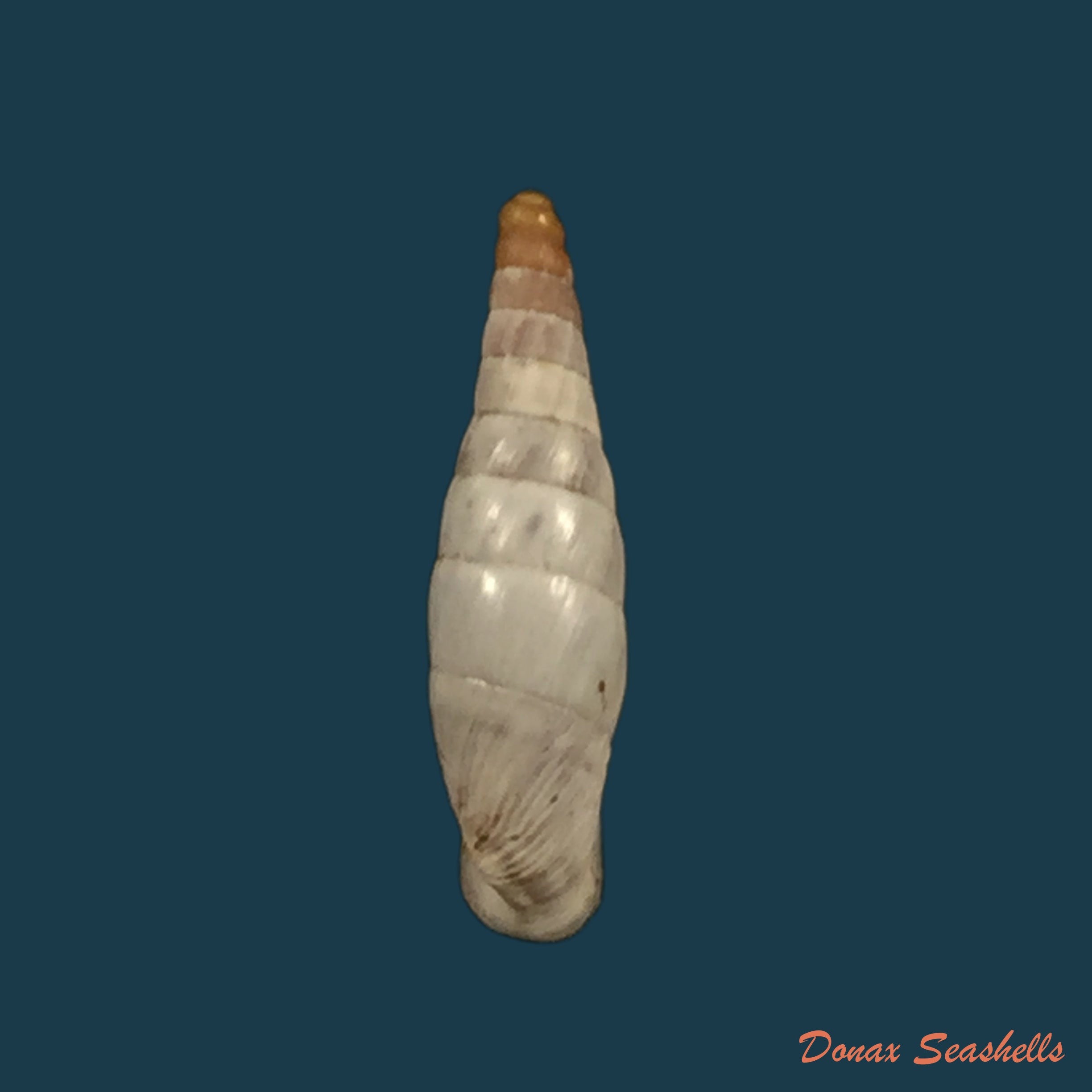 copia-de-albinaria-discolor-discolor-l-pfeiffer-1846-14mm
