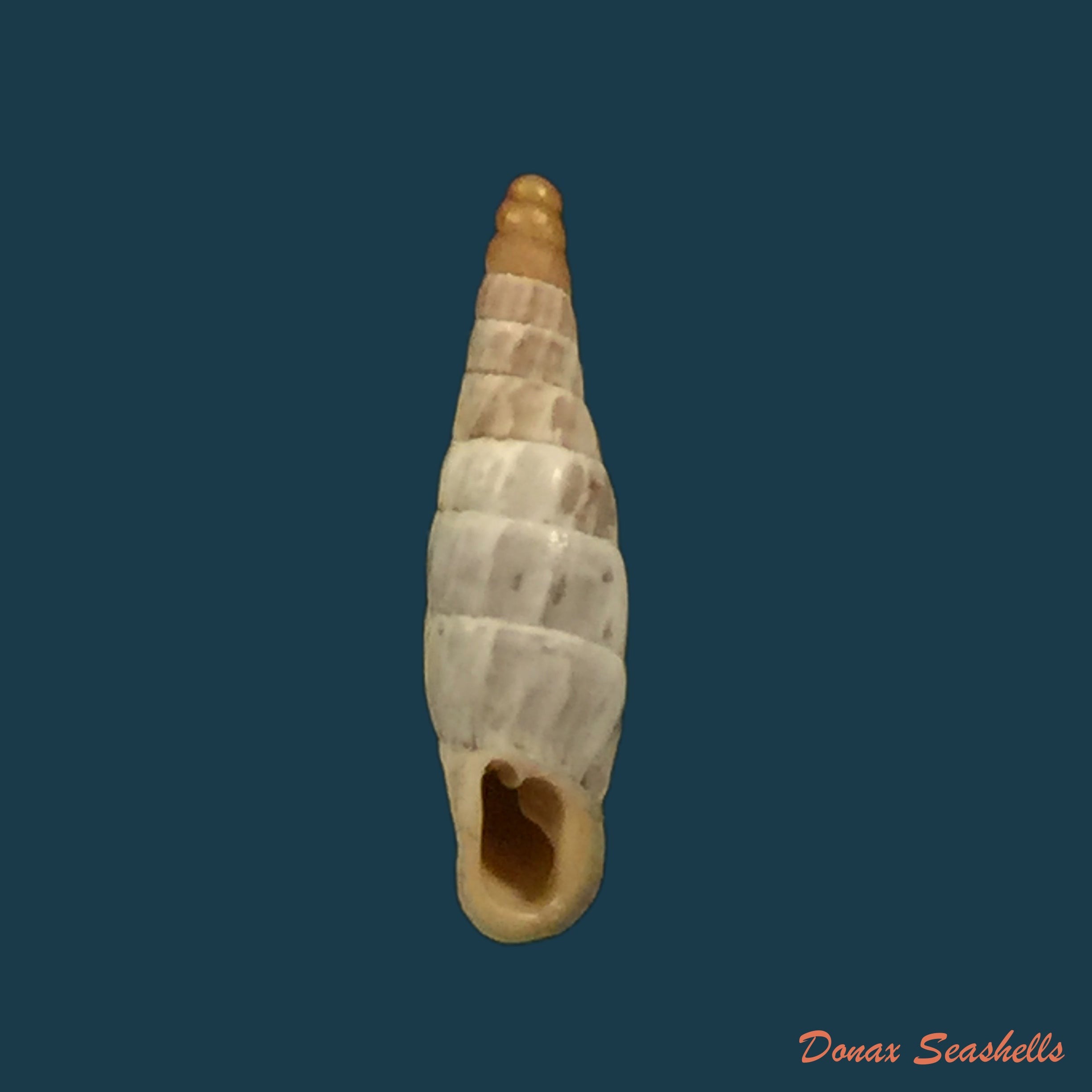 copia-de-albinaria-discolor-discolor-l-pfeiffer-1846-14mm