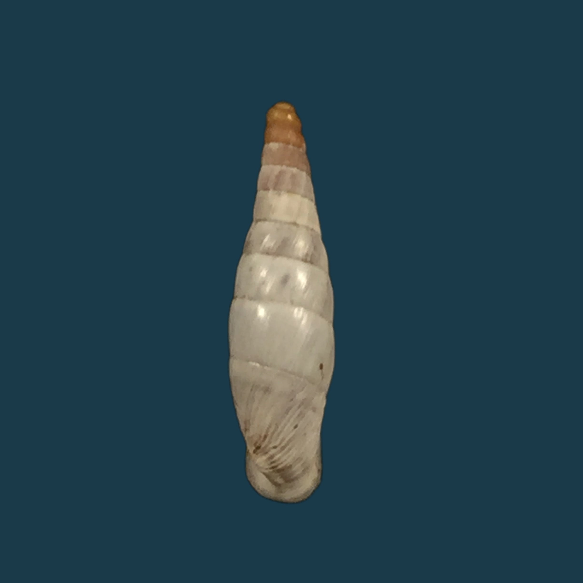 变色马尾藻 (L. Pfeiffer, 1846) - 12,3mm