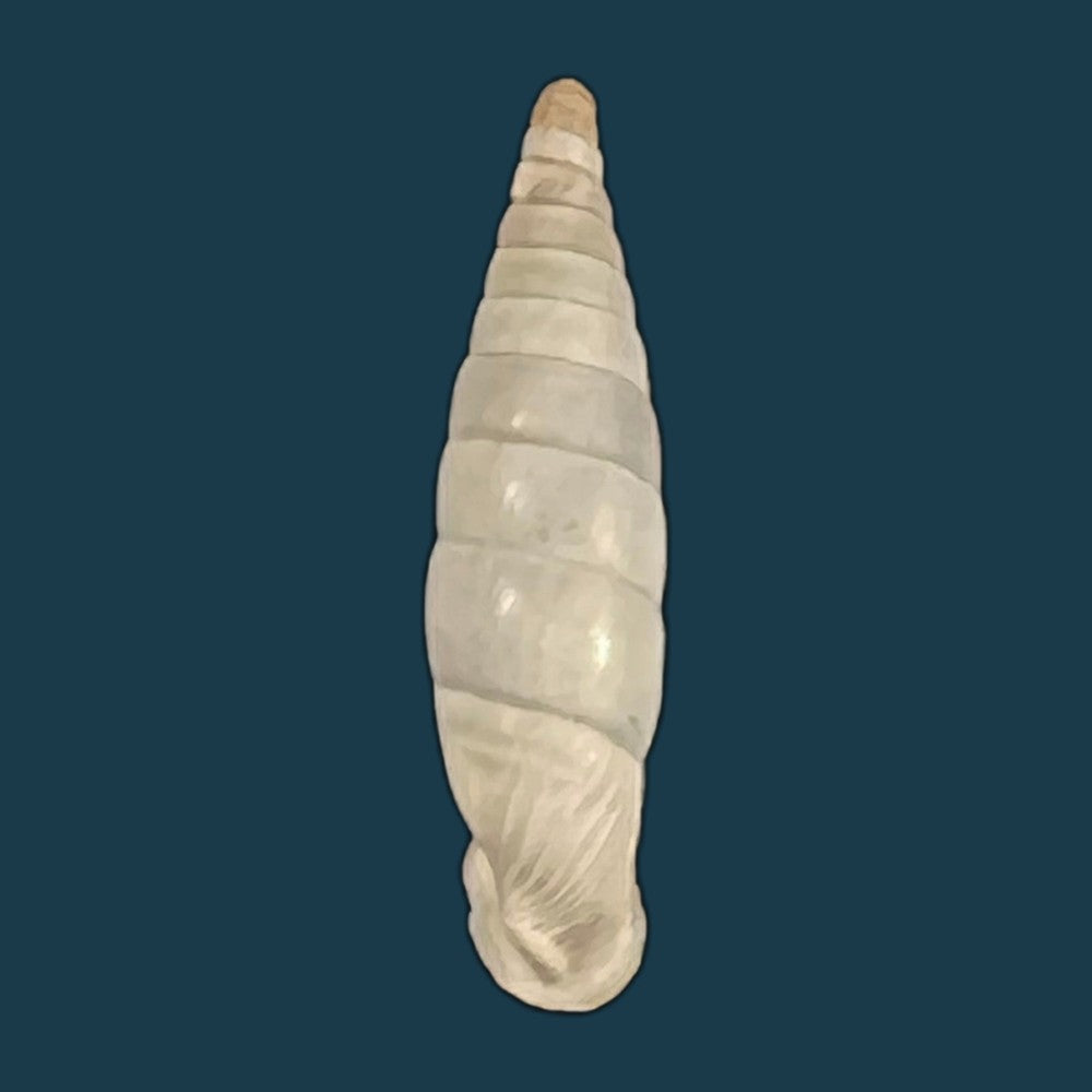 copia-de-albinaria-discolor-flammulata-l-pfeiffer-1850-16-4mm-1