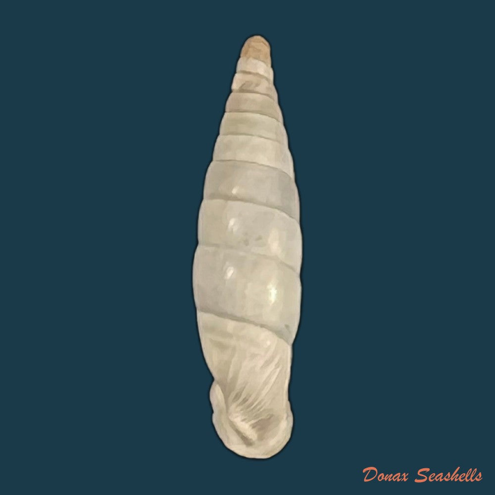 copia-de-albinaria-discolor-flammulata-l-pfeiffer-1850-16-4mm-1