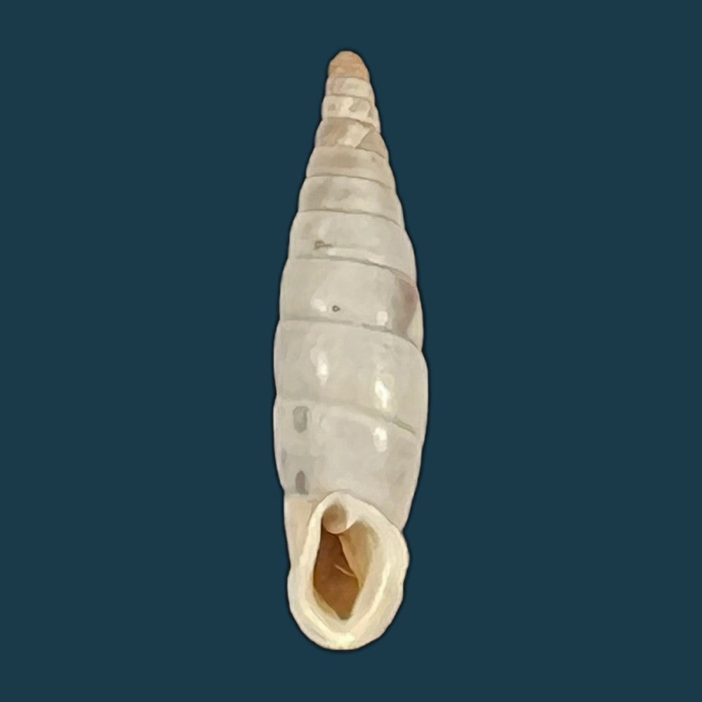 copia-de-albinaria-discolor-flammulata-l-pfeiffer-1850-16-4mm-1