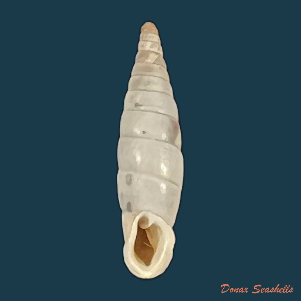 copia-de-albinaria-discolor-flammulata-l-pfeiffer-1850-16-4mm-1