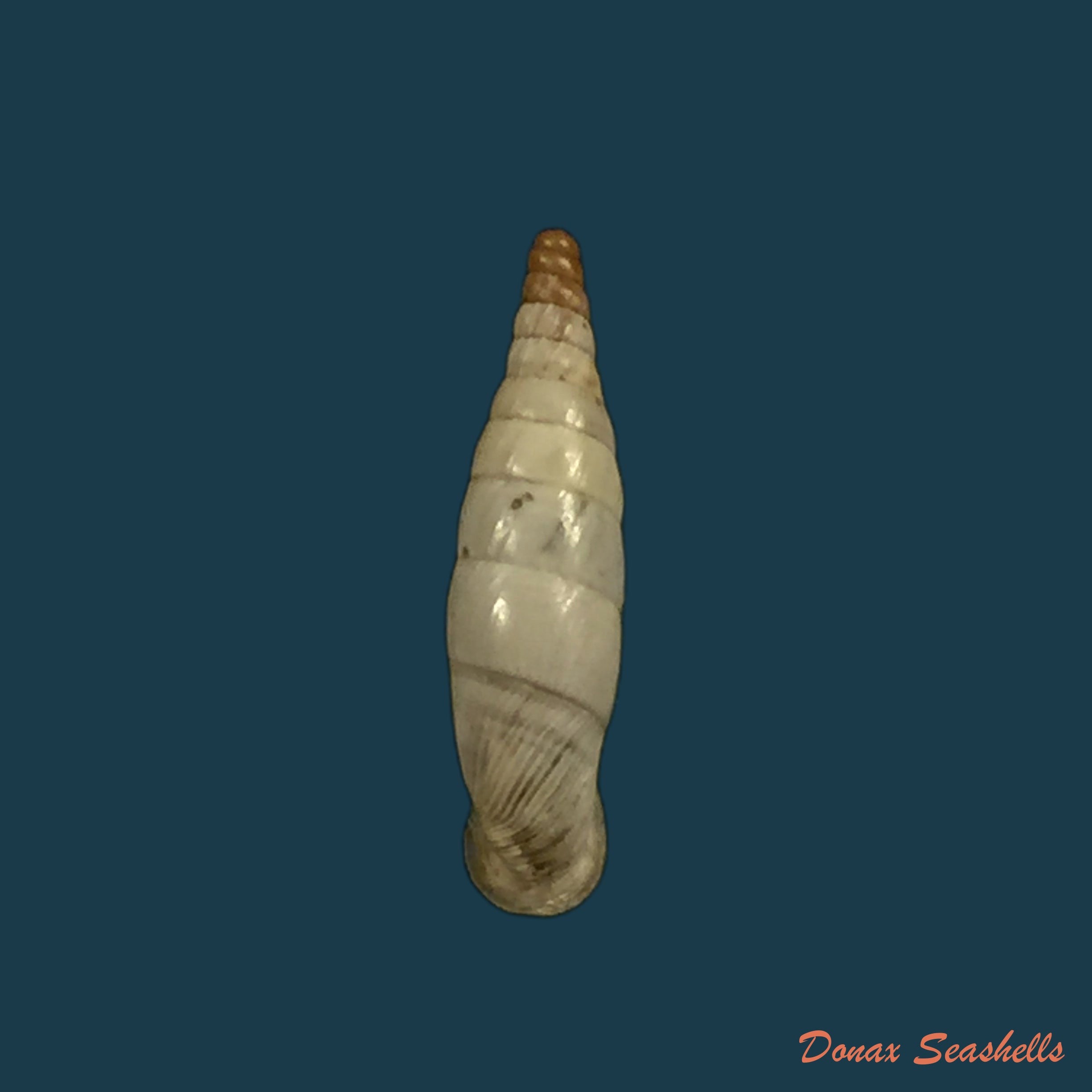 copia-de-albinaria-discolor-flammulata-l-pfeiffer-1850-16-4mm