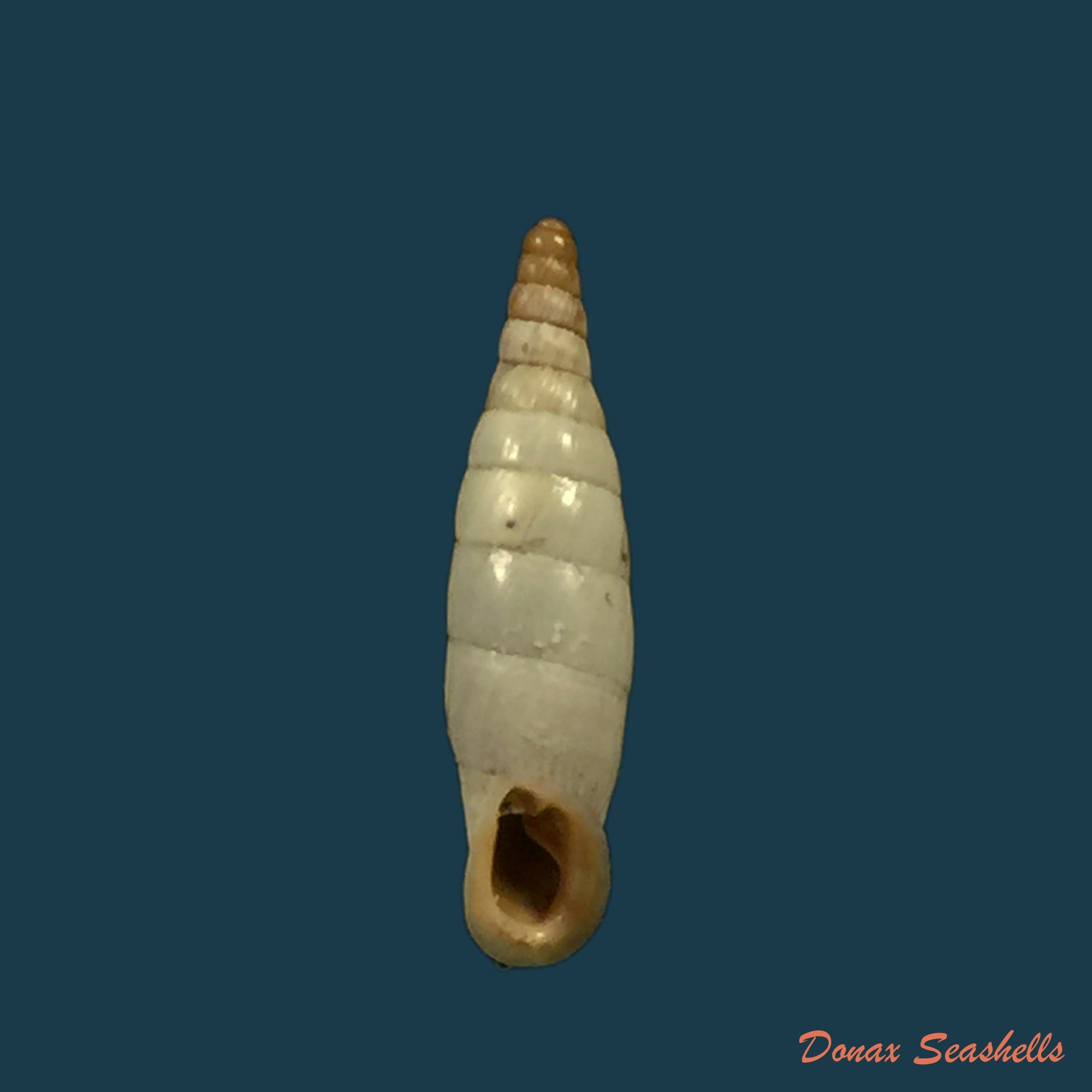 copia-de-albinaria-discolor-flammulata-l-pfeiffer-1850-16-4mm