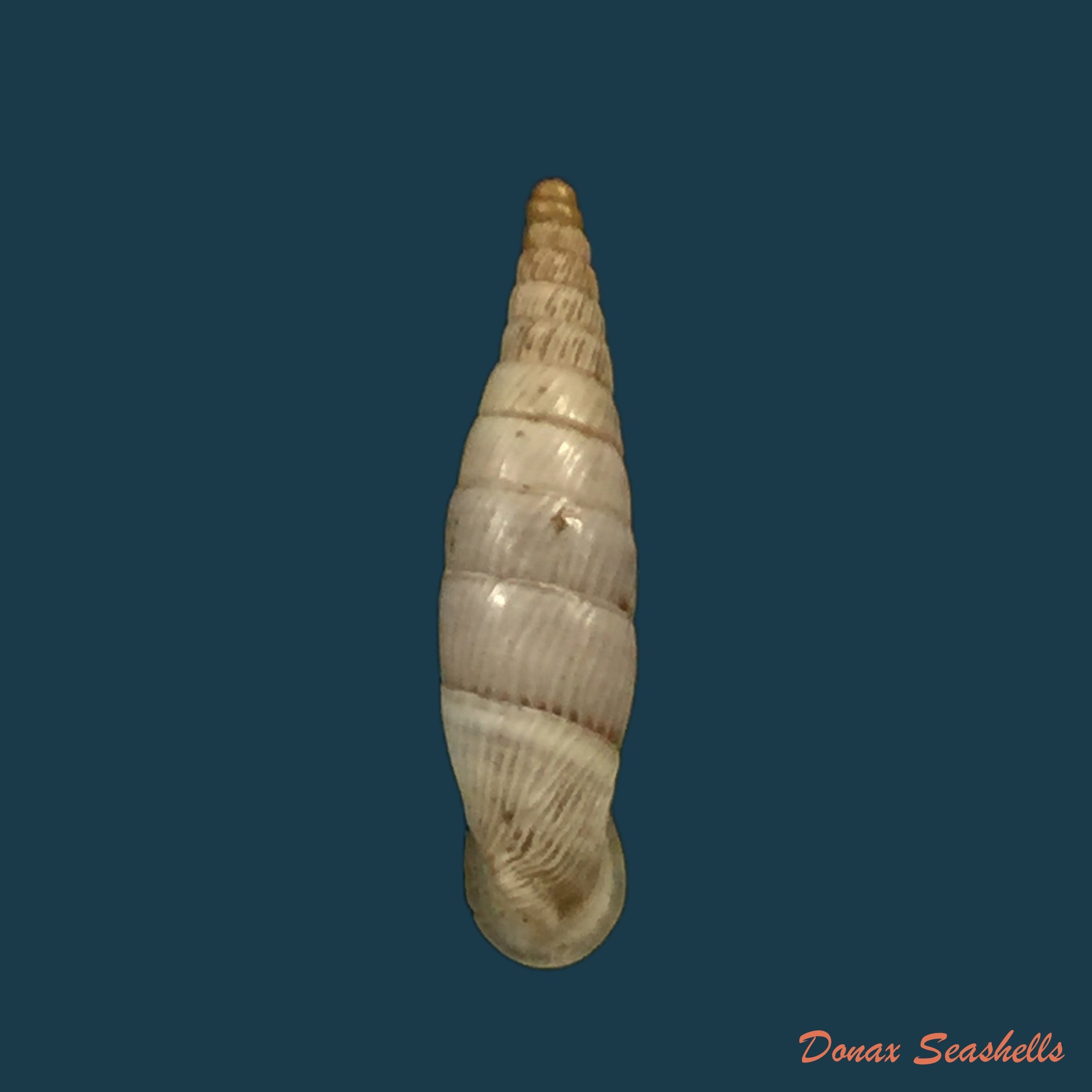copia-de-albinaria-discolor-flammulata-l-pfeiffer-1850-16-8mm