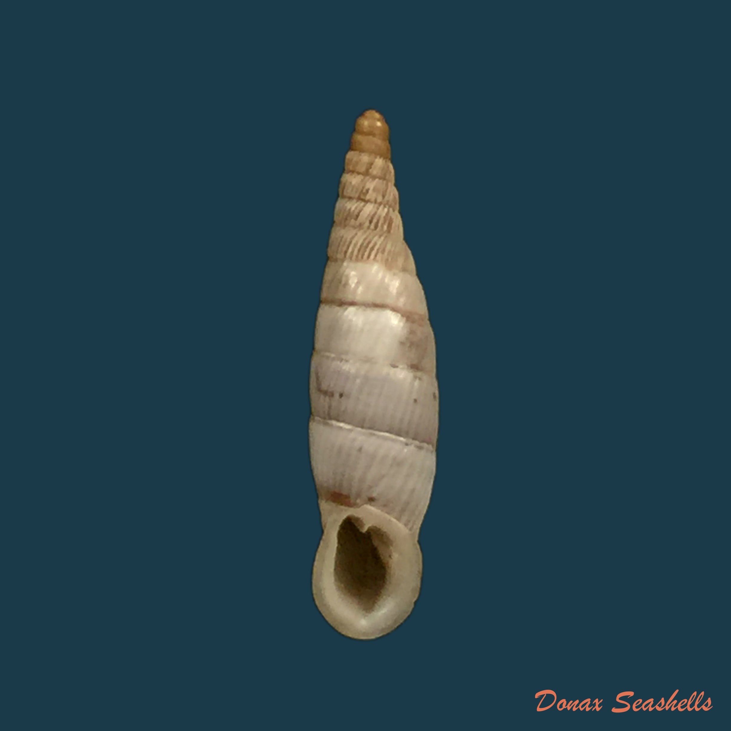copia-de-albinaria-discolor-flammulata-l-pfeiffer-1850-16-8mm