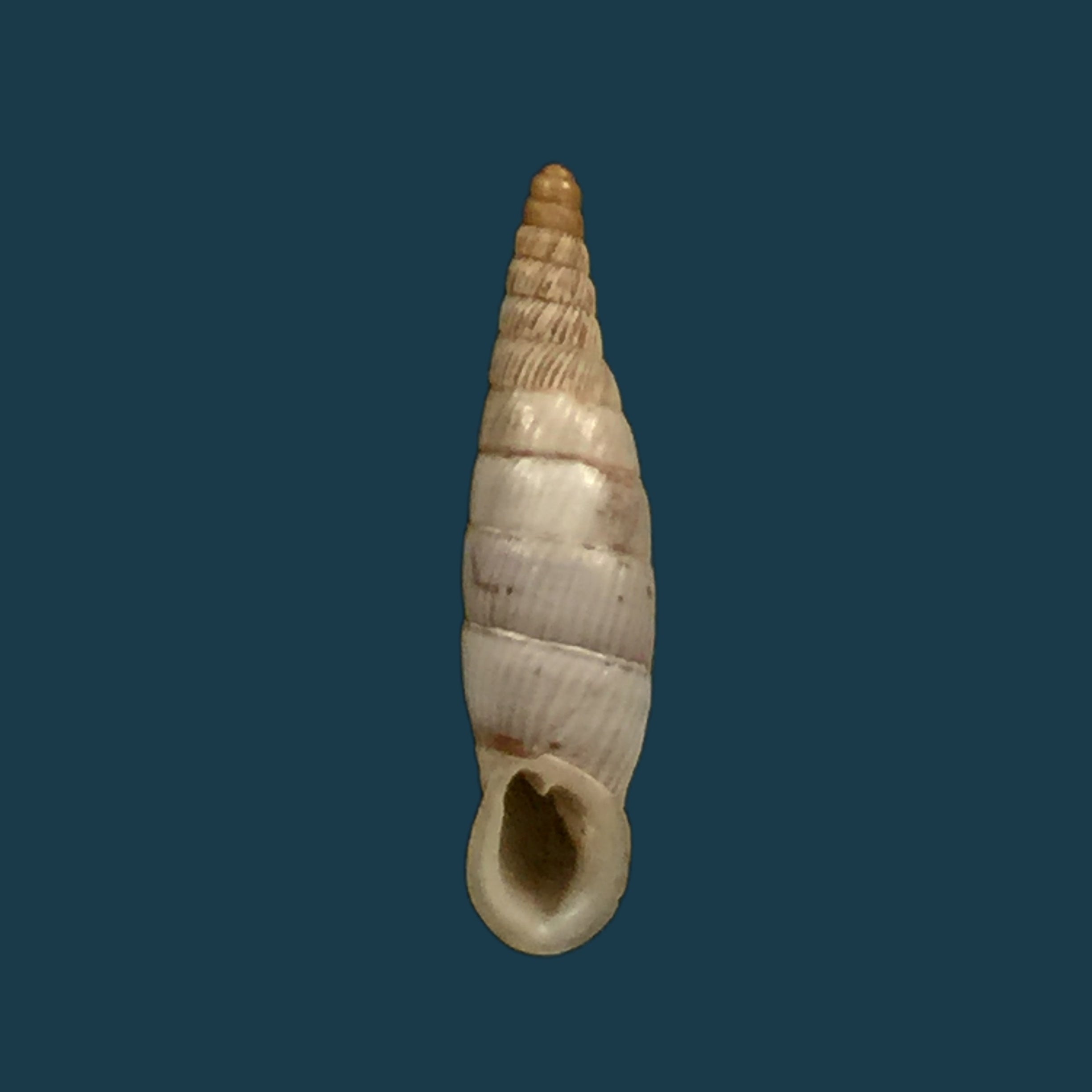 Albinaria discolor flamulata (L. Pfeiffer, 1850) - 16,4mm