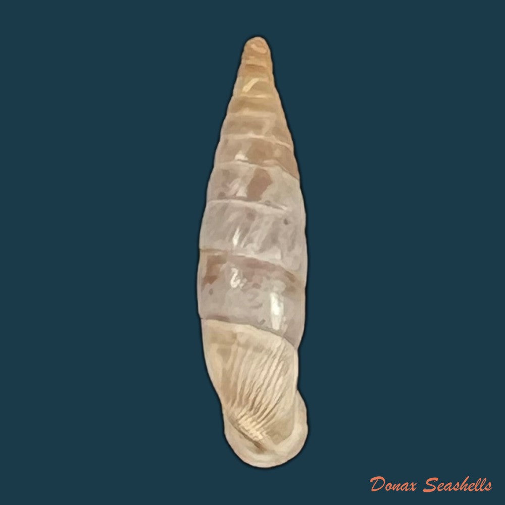 copia-de-albinaria-discolor-flammulata-l-pfeiffer-1850-18-6mm