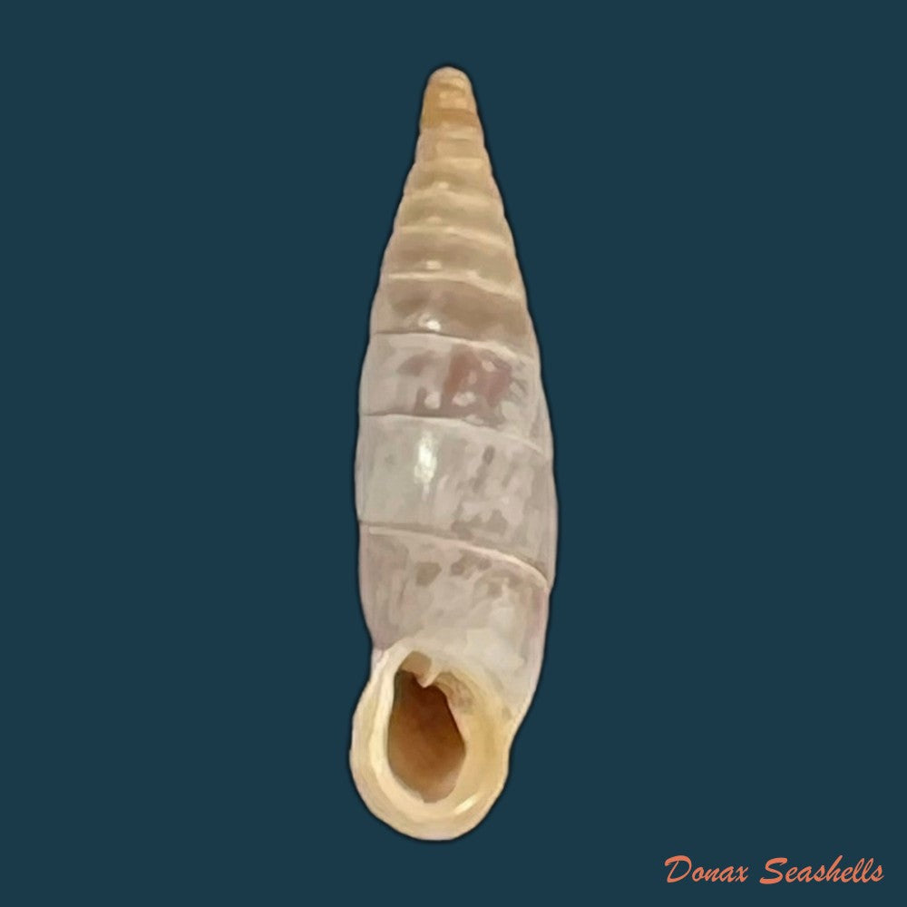 copia-de-albinaria-discolor-flammulata-l-pfeiffer-1850-18-6mm