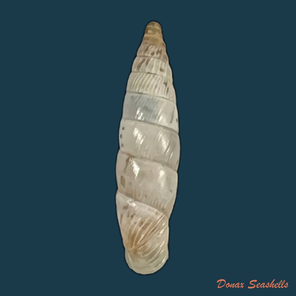 copia-de-albinaria-eburnea-glabella-l-pfeiffer-1864-20-9mm-1