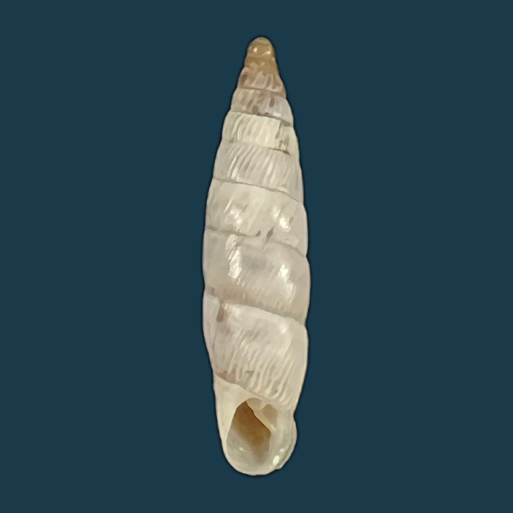copia-de-albinaria-eburnea-glabella-l-pfeiffer-1864-20-9mm-1