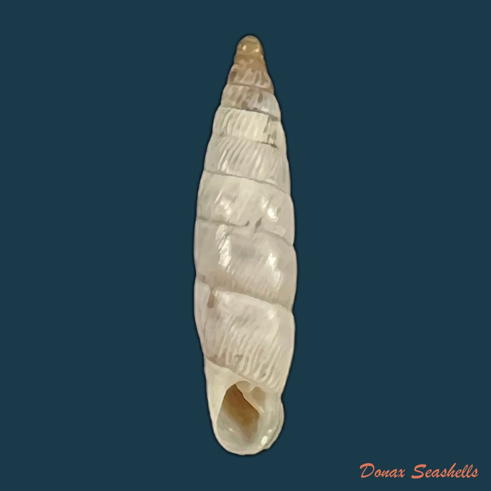 copia-de-albinaria-eburnea-glabella-l-pfeiffer-1864-20-9mm-1