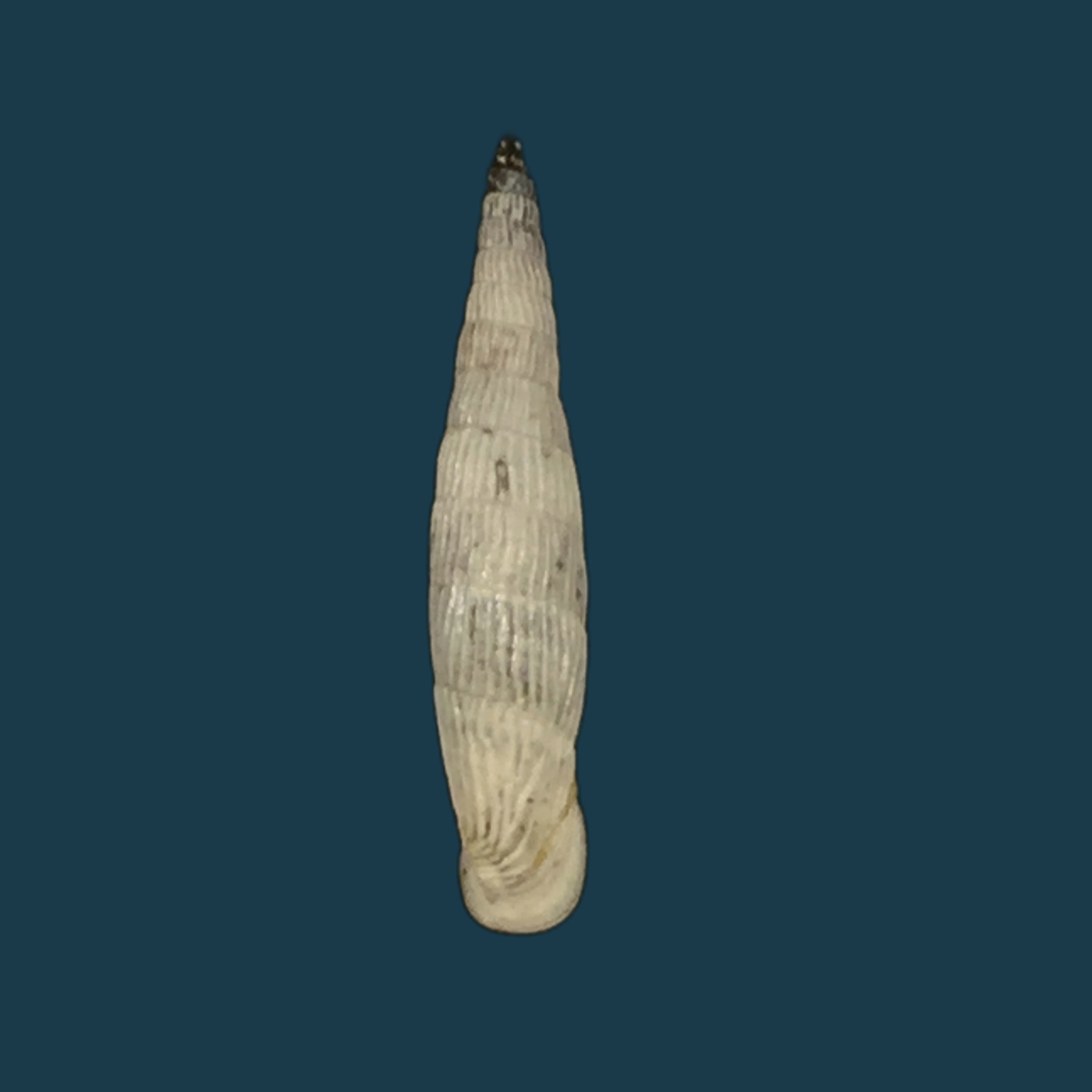 Albinaria teres Nordsiecki Zilch, 1977 - 22,6mm