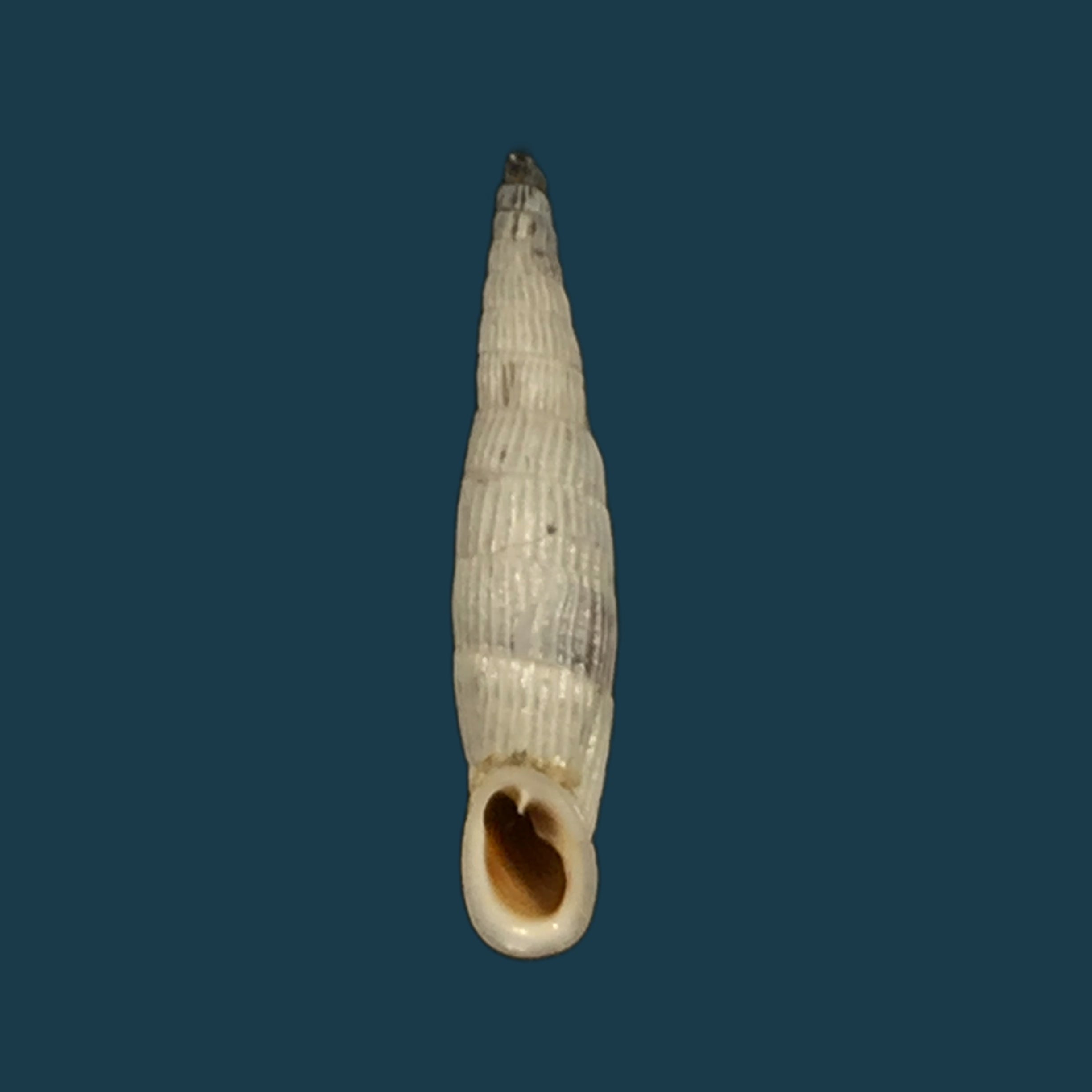 Albinaria teres Nordsiecki Zilch, 1977 - 22,6mm