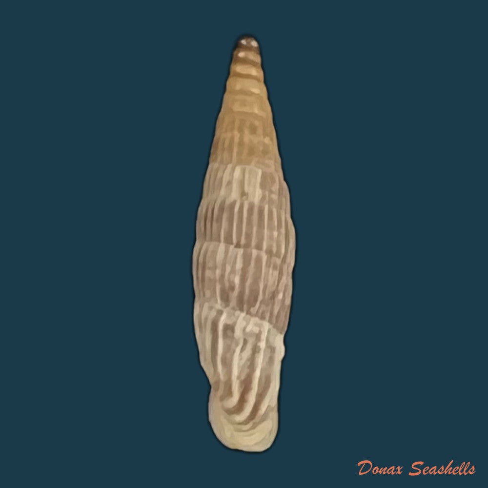 copia-de-albinaria-eburnea-glabella-l-pfeiffer-1865-20-9mm