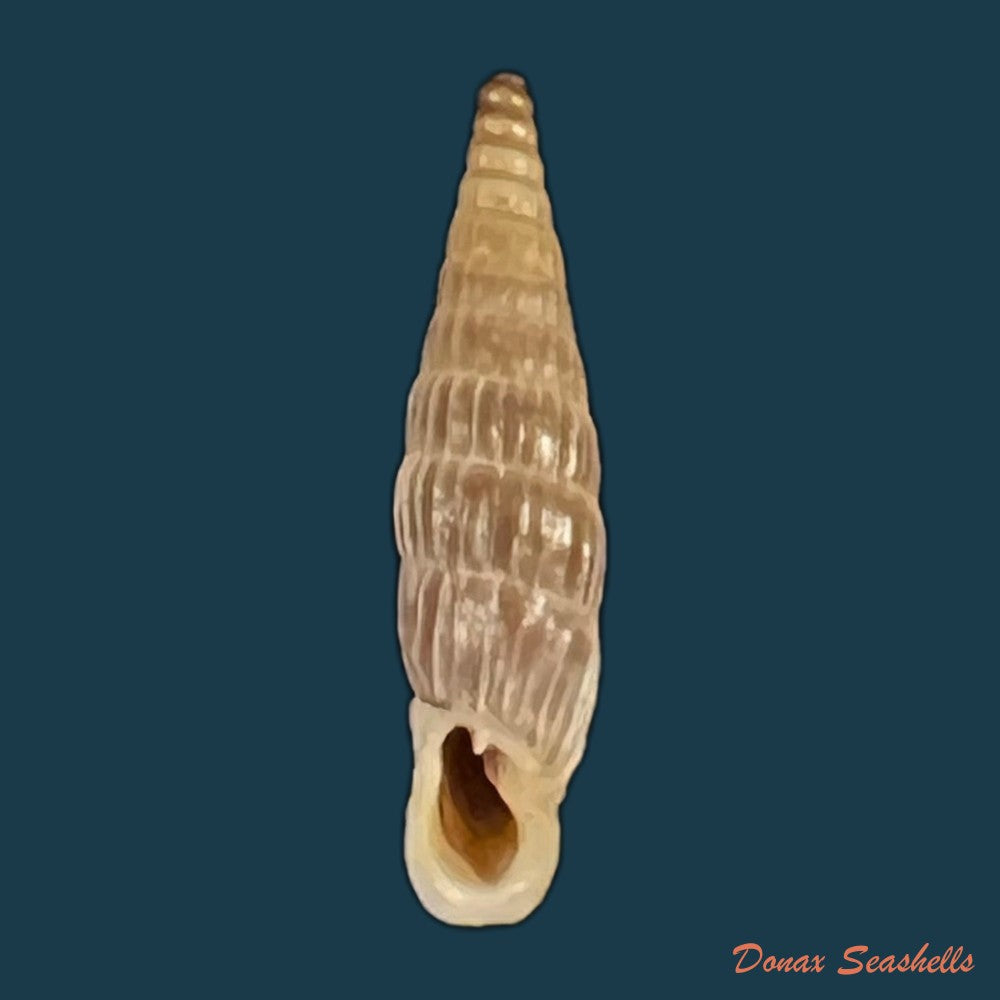 copia-de-albinaria-eburnea-glabella-l-pfeiffer-1865-20-9mm