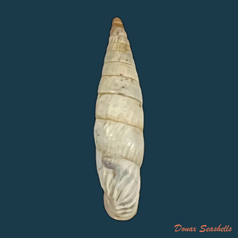 copia-de-albinaria-eburnea-inflaticollis-h-nordsieck-2004-15-8mm-1