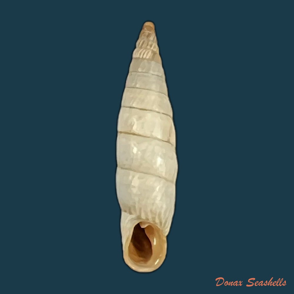 copia-de-albinaria-eburnea-inflaticollis-h-nordsieck-2004-15-8mm-1