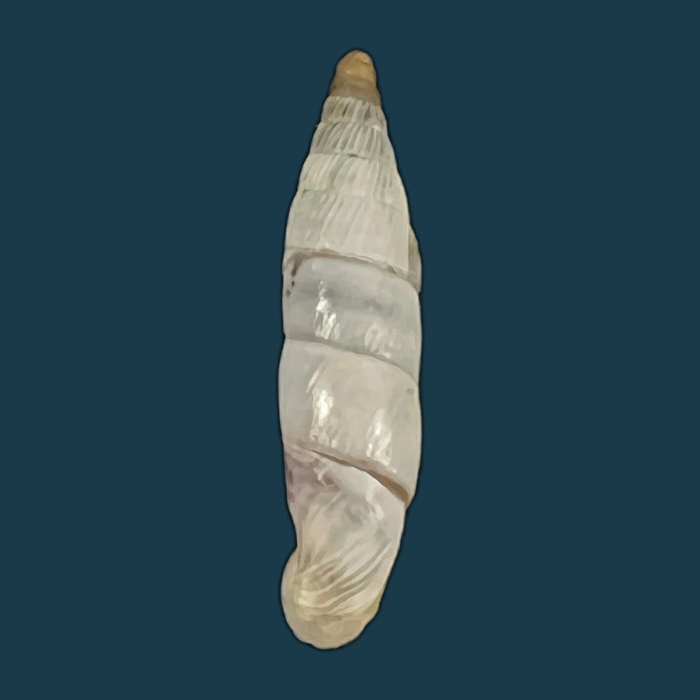 copia-de-albinaria-eburnea-inflaticollis-h-nordsieck-2004-15-8mm