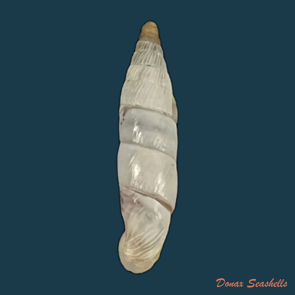 copia-de-albinaria-eburnea-inflaticollis-h-nordsieck-2004-15-8mm