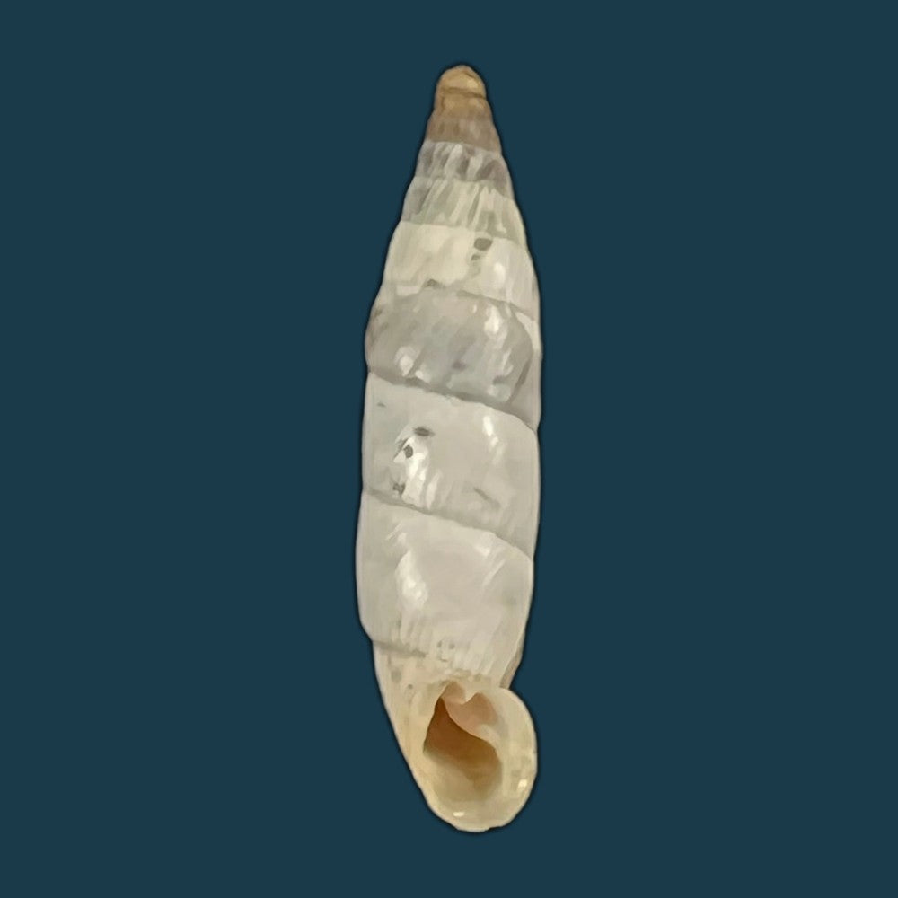 copia-de-albinaria-eburnea-inflaticollis-h-nordsieck-2004-15-8mm