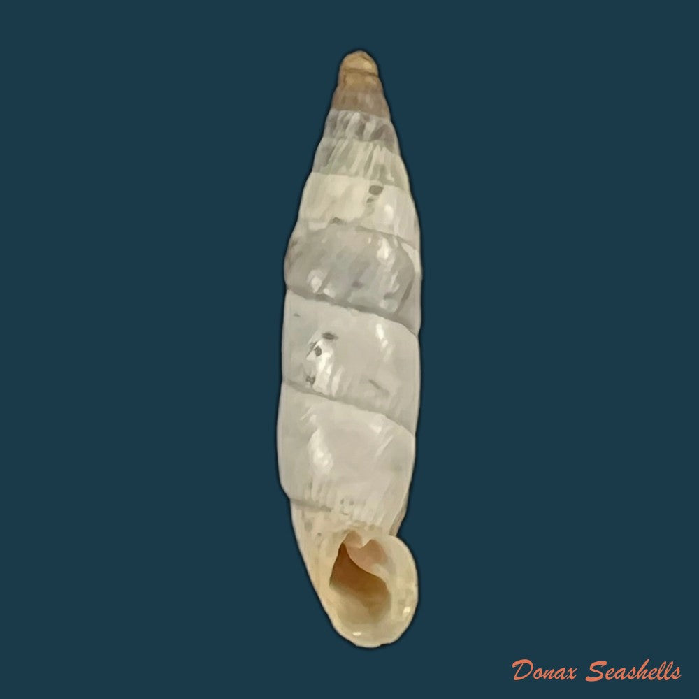copia-de-albinaria-eburnea-inflaticollis-h-nordsieck-2004-15-8mm