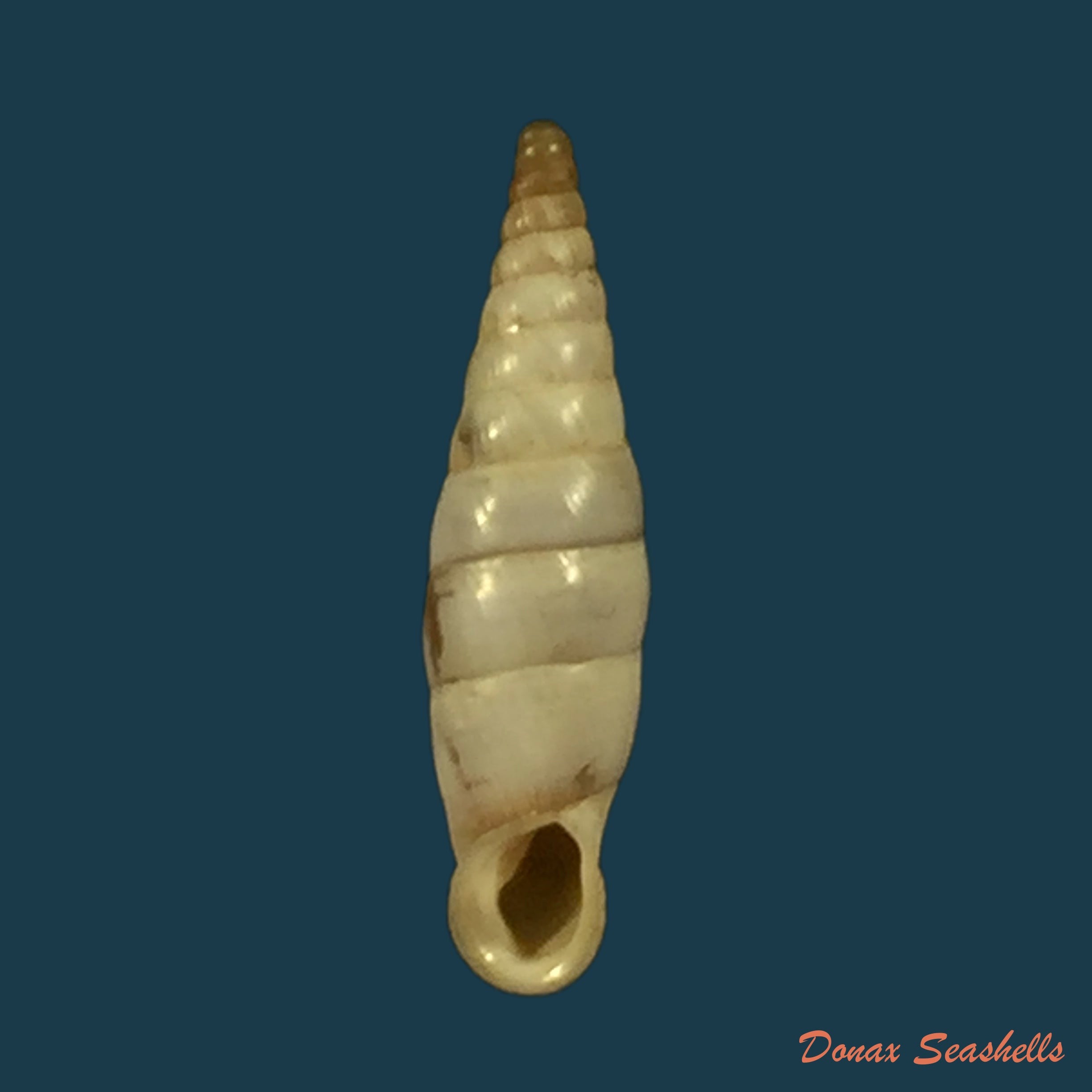 copia-de-albinaria-fulvula-flach-1988-16-9mm