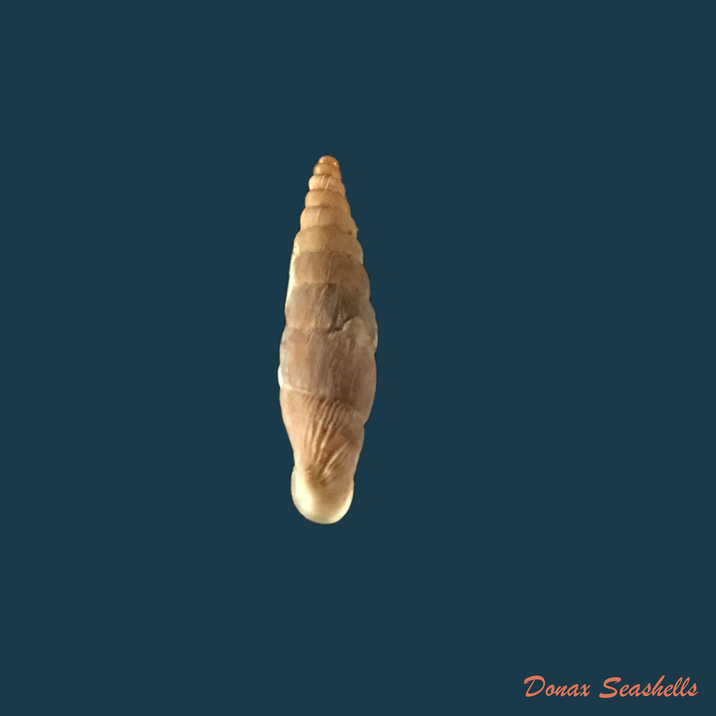 copia-de-albinaria-grayana-grayana-pfeiffer-1846-13-5mm-1