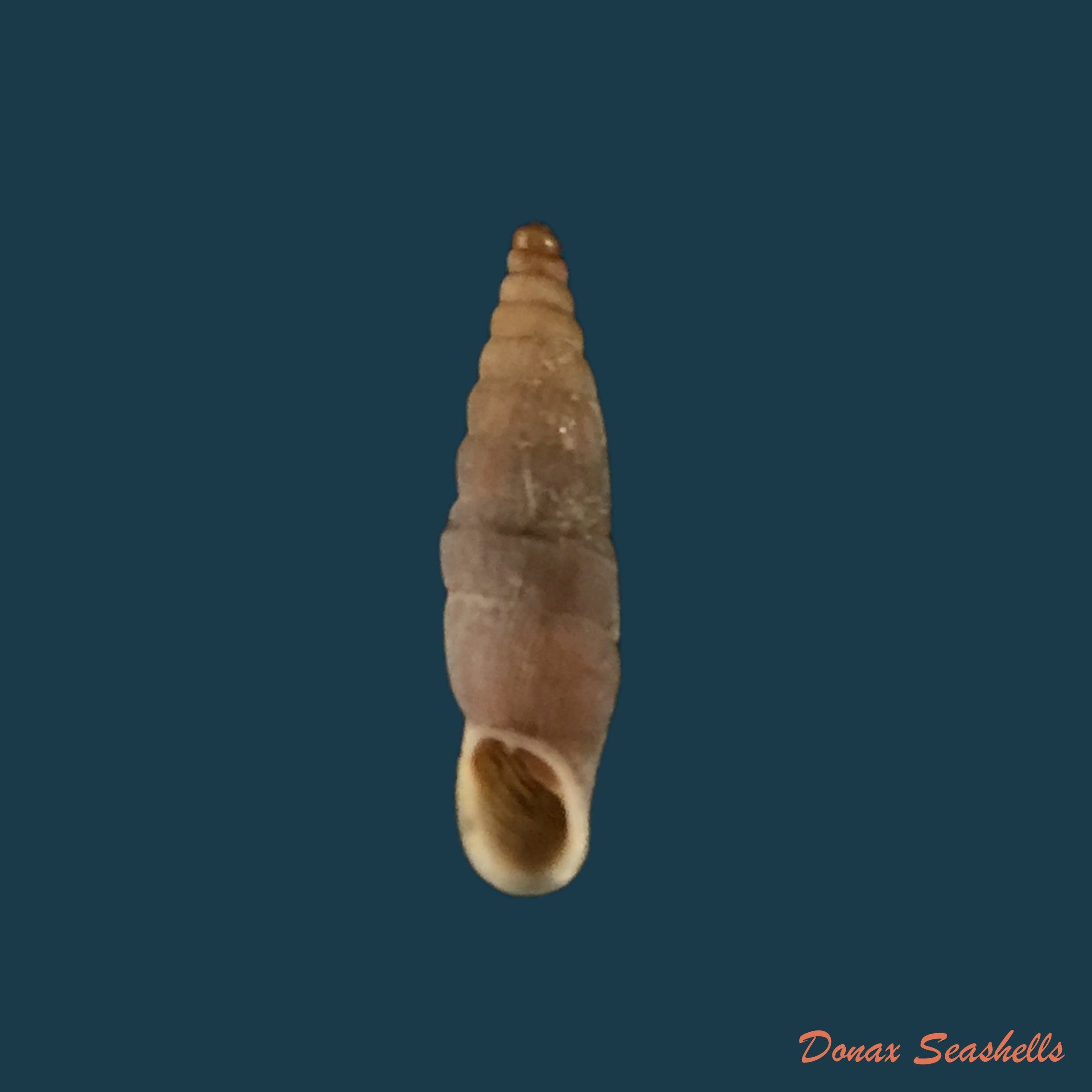 copia-de-albinaria-grayana-grayana-pfeiffer-1846-13-5mm-1