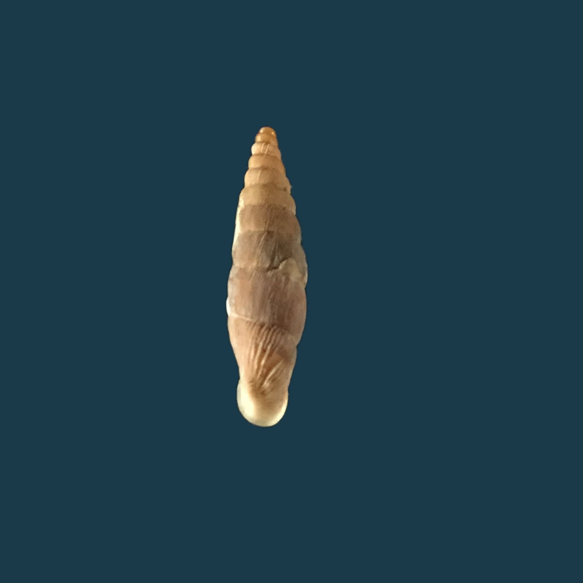 Albinariagrayanagrayana (Pfeiffer, 1846) - 13,6mm