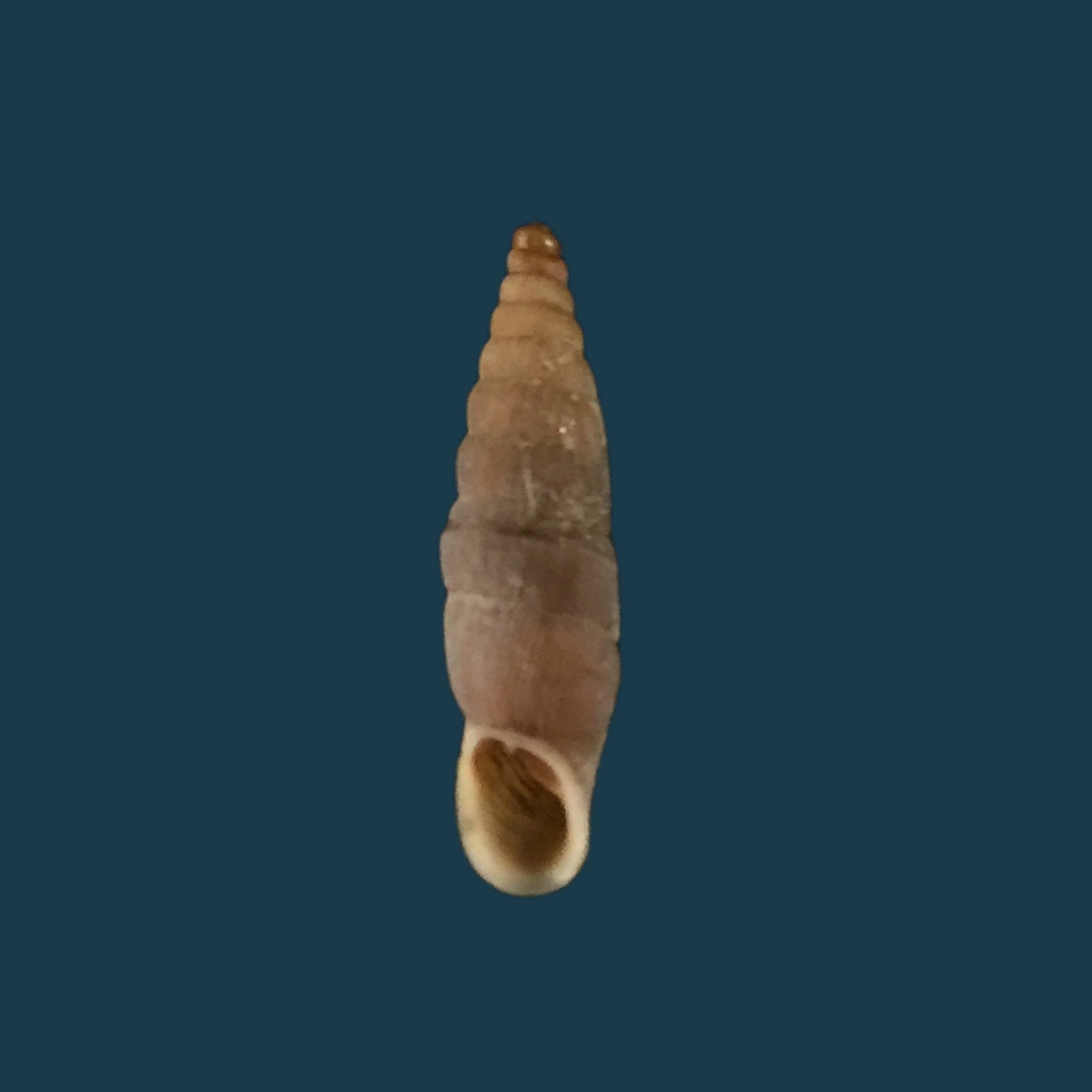Albinariagrayanagrayana (Pfeiffer, 1846) - 13,6mm