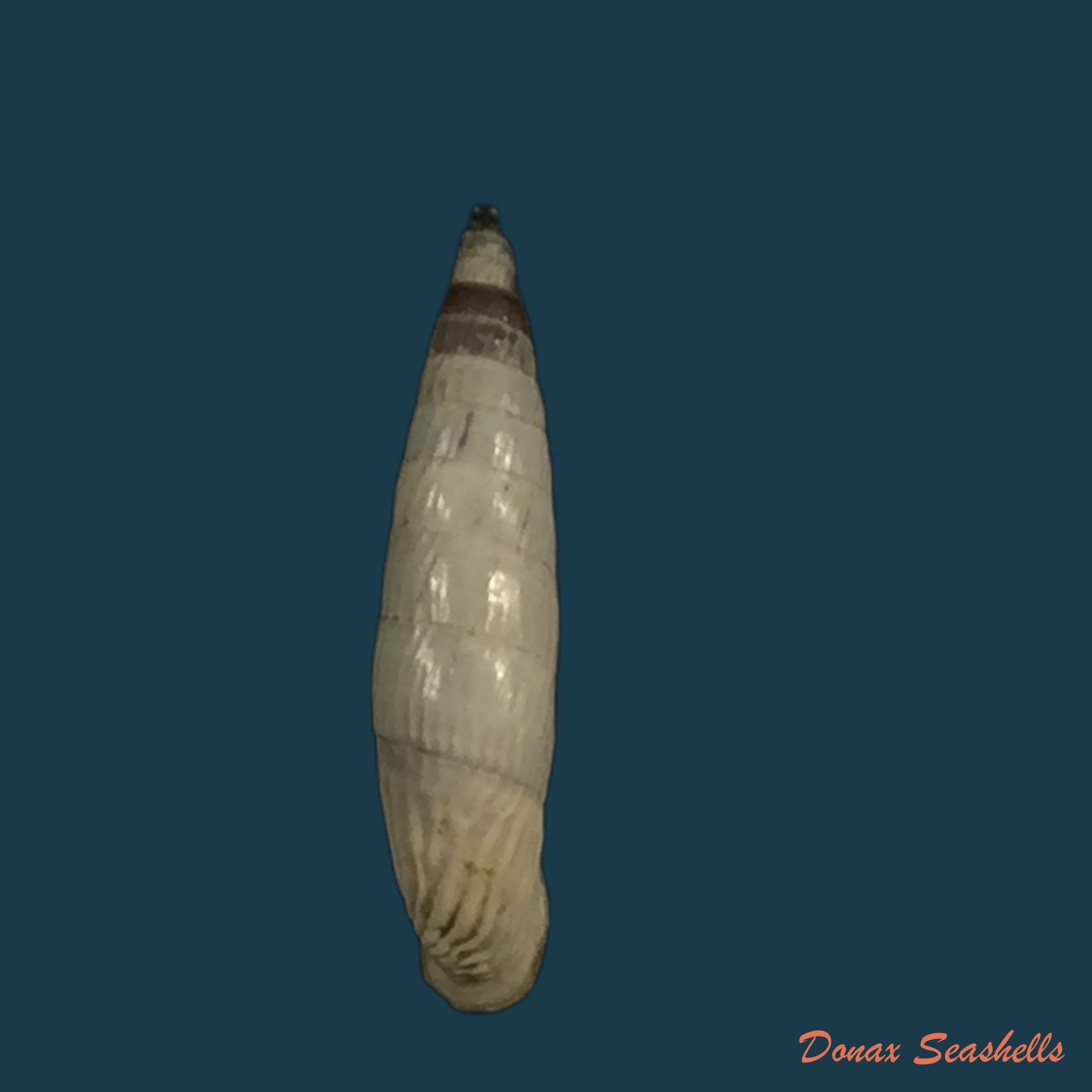 copia-de-albinaria-grayana-grayana-pfeiffer-1846-13-5mm