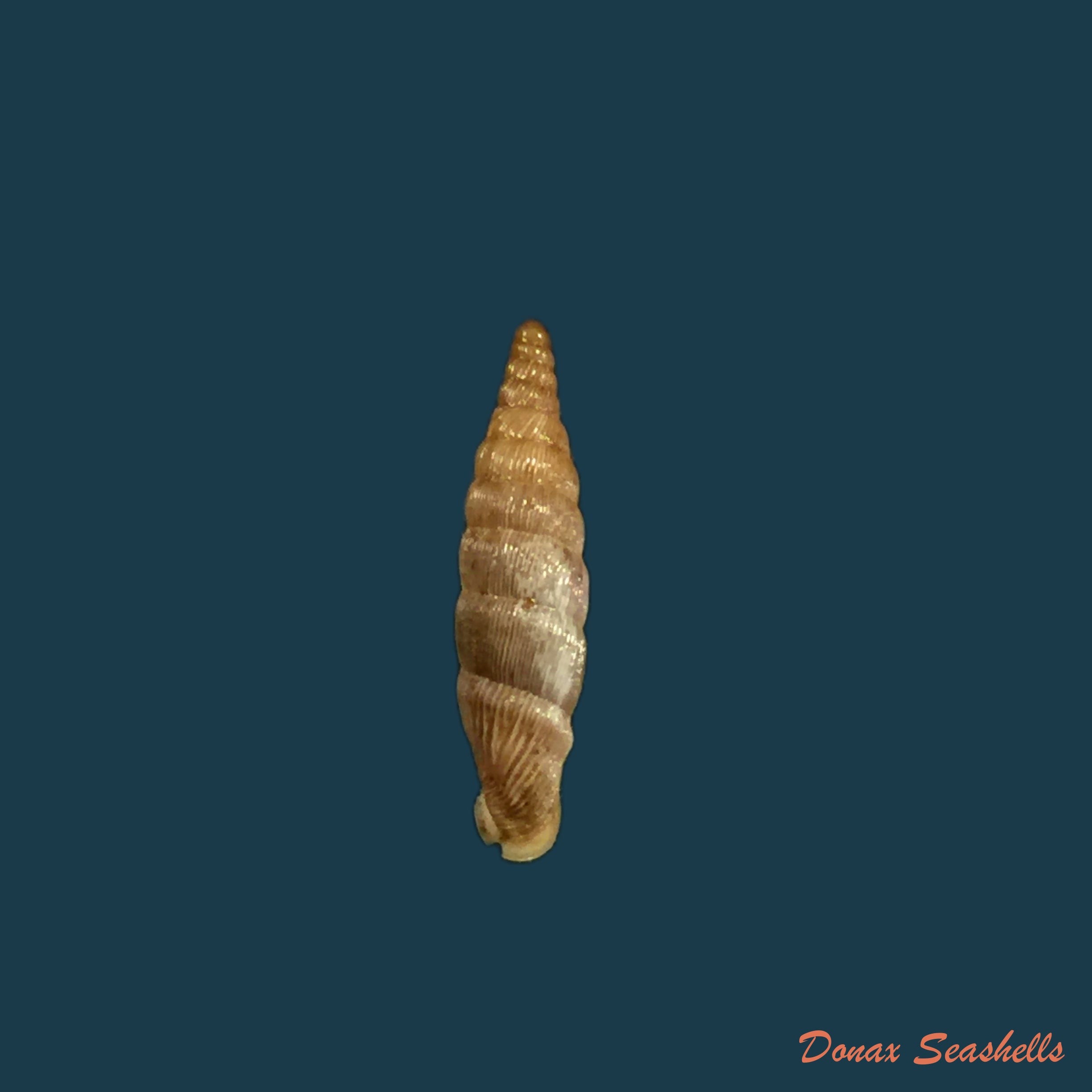 copia-de-albinaria-grayana-grayana-pfeiffer-1846-13-6mm