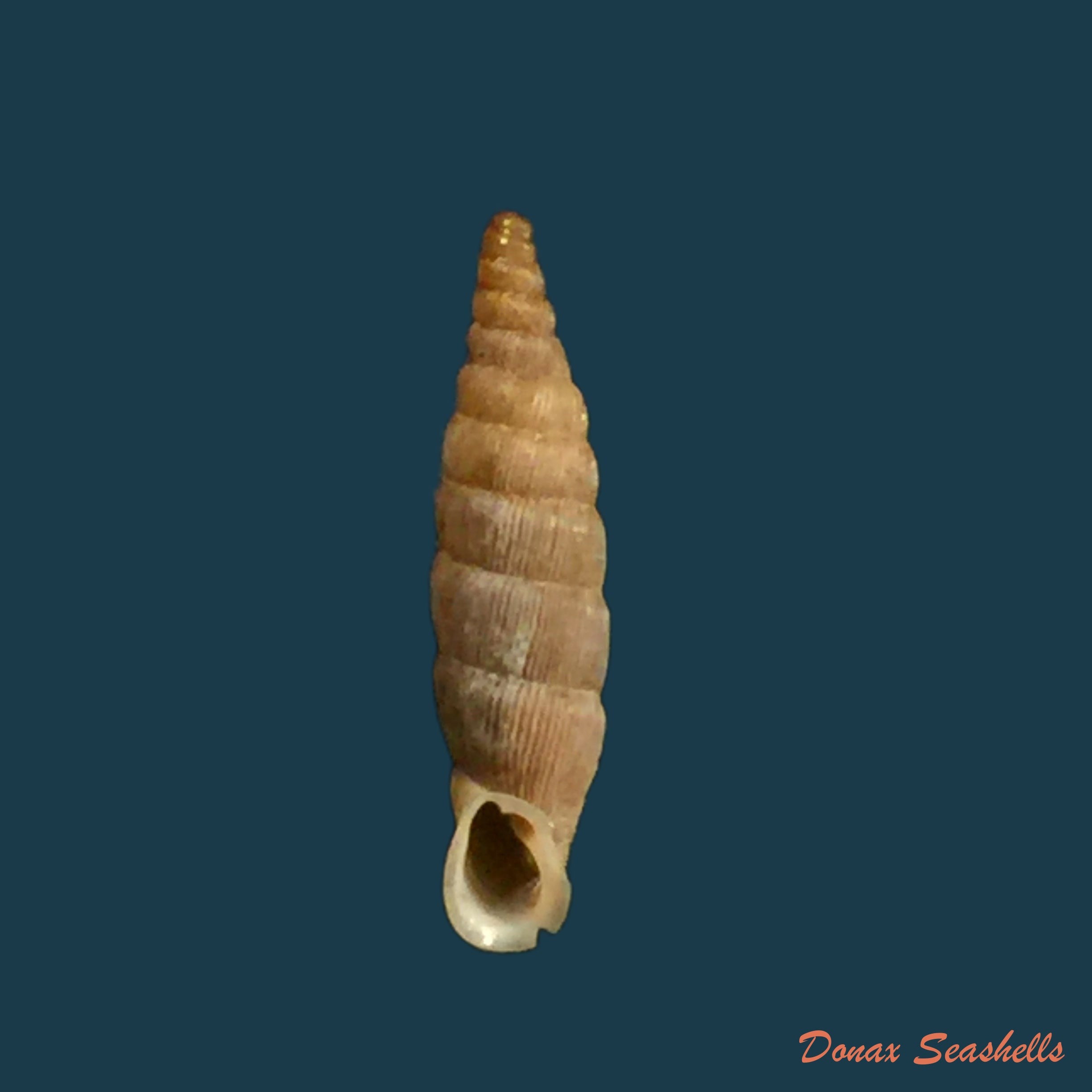 copia-de-albinaria-grayana-grayana-pfeiffer-1846-13-6mm