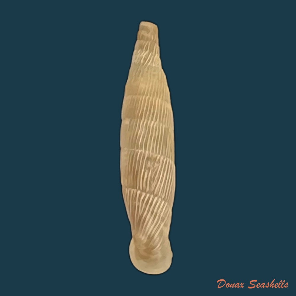 copia-de-albinaria-hippolyti-aphrodite-boettger-1883-20-8mm