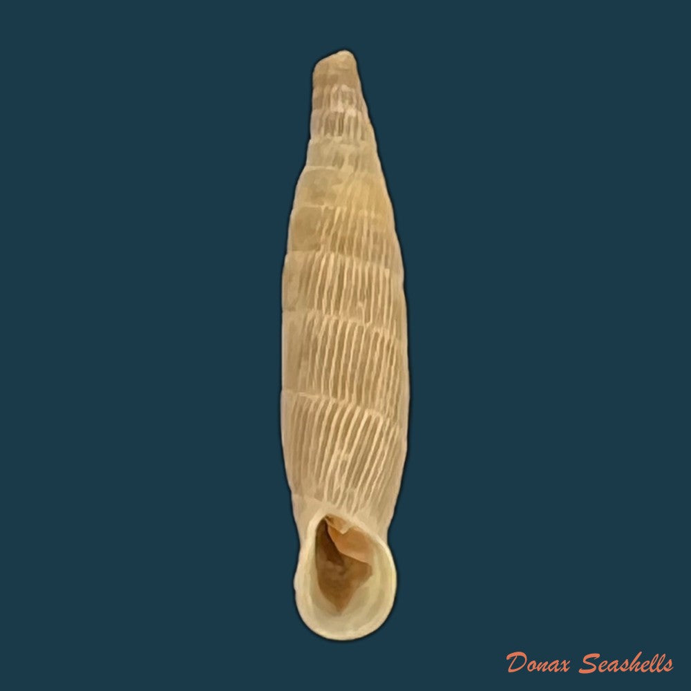 copia-de-albinaria-hippolyti-aphrodite-boettger-1883-20-8mm