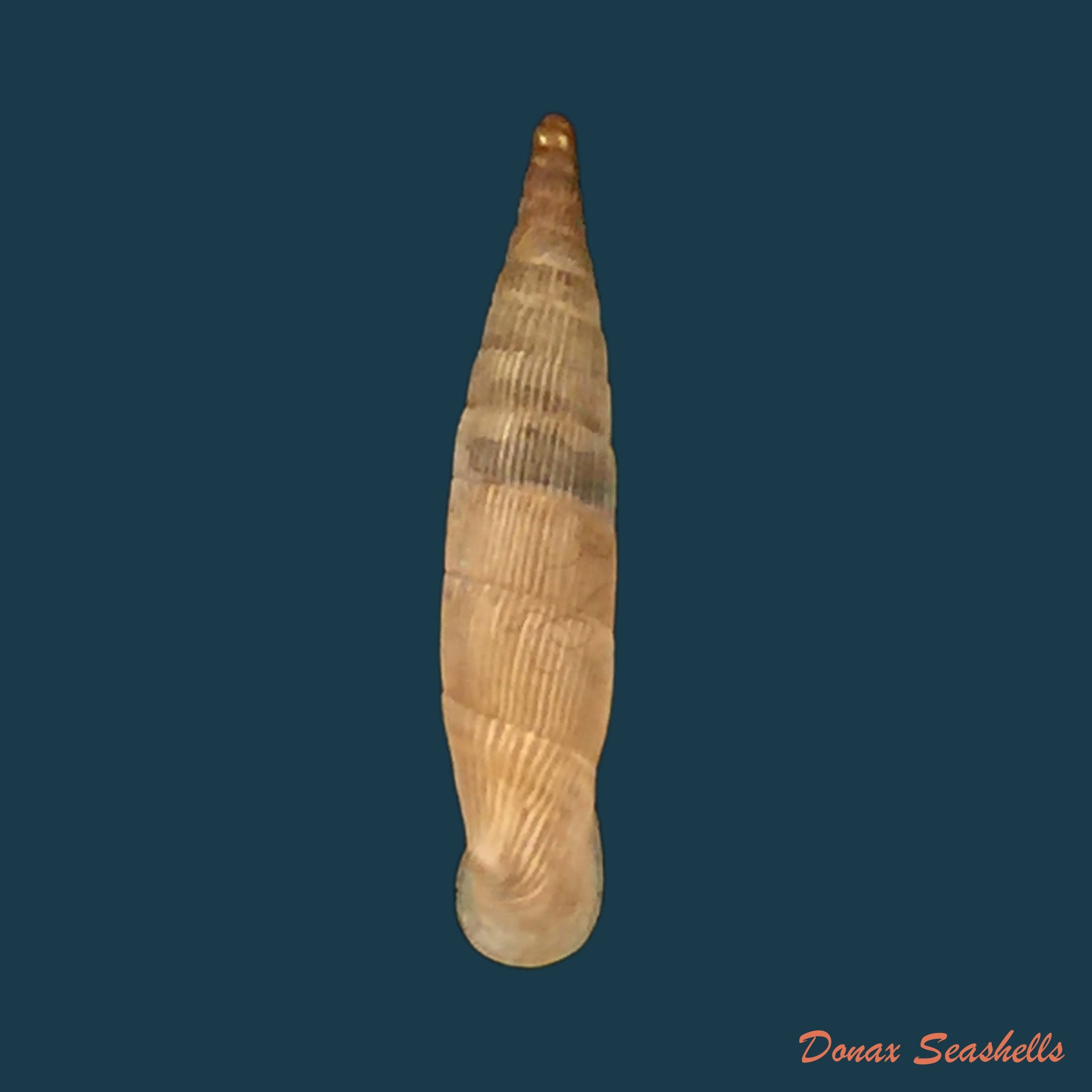 copia-de-albinaria-hippolyti-neuteboomi-schilthuizen-guttenberg-1990-20-1mm