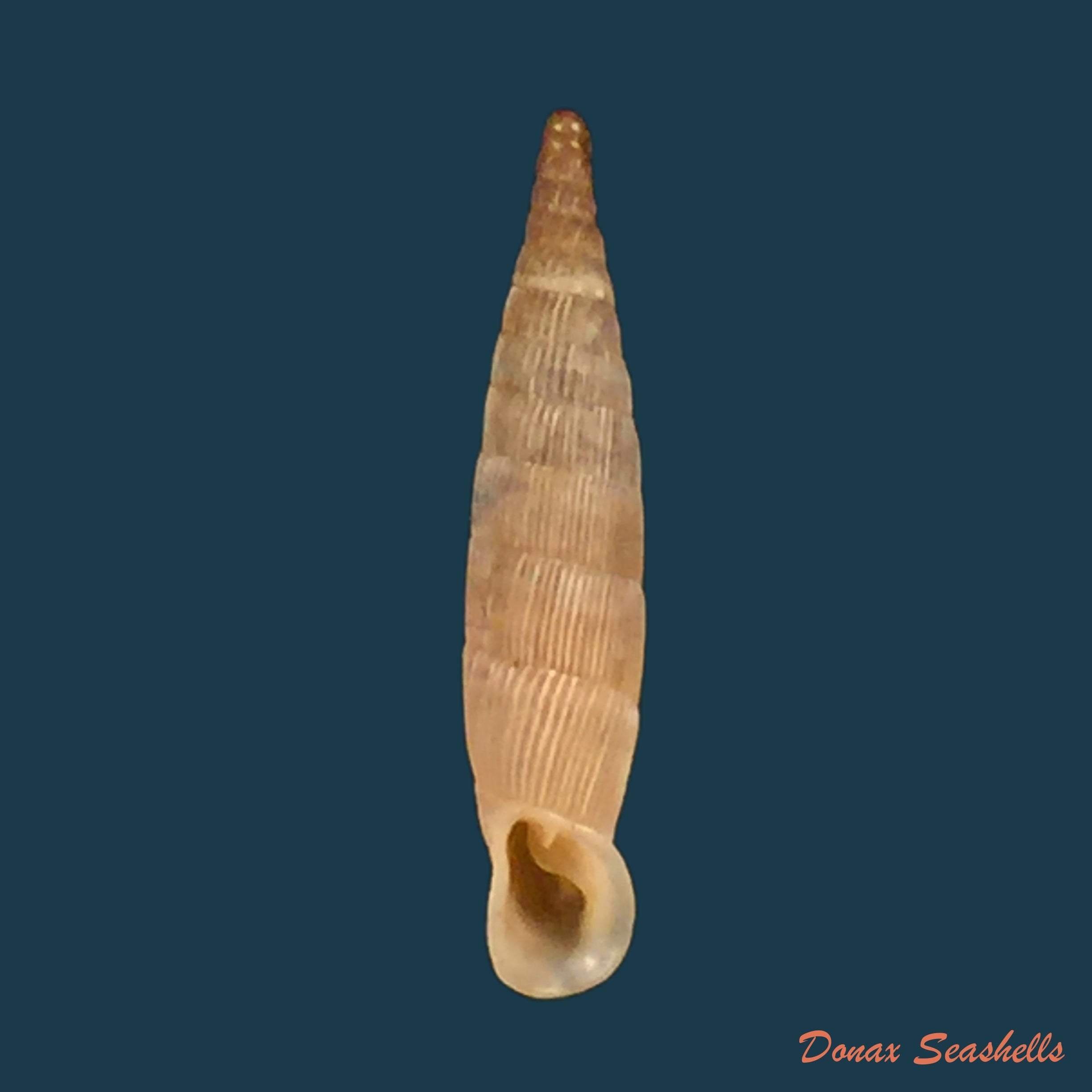 copia-de-albinaria-hippolyti-neuteboomi-schilthuizen-guttenberg-1990-20-1mm