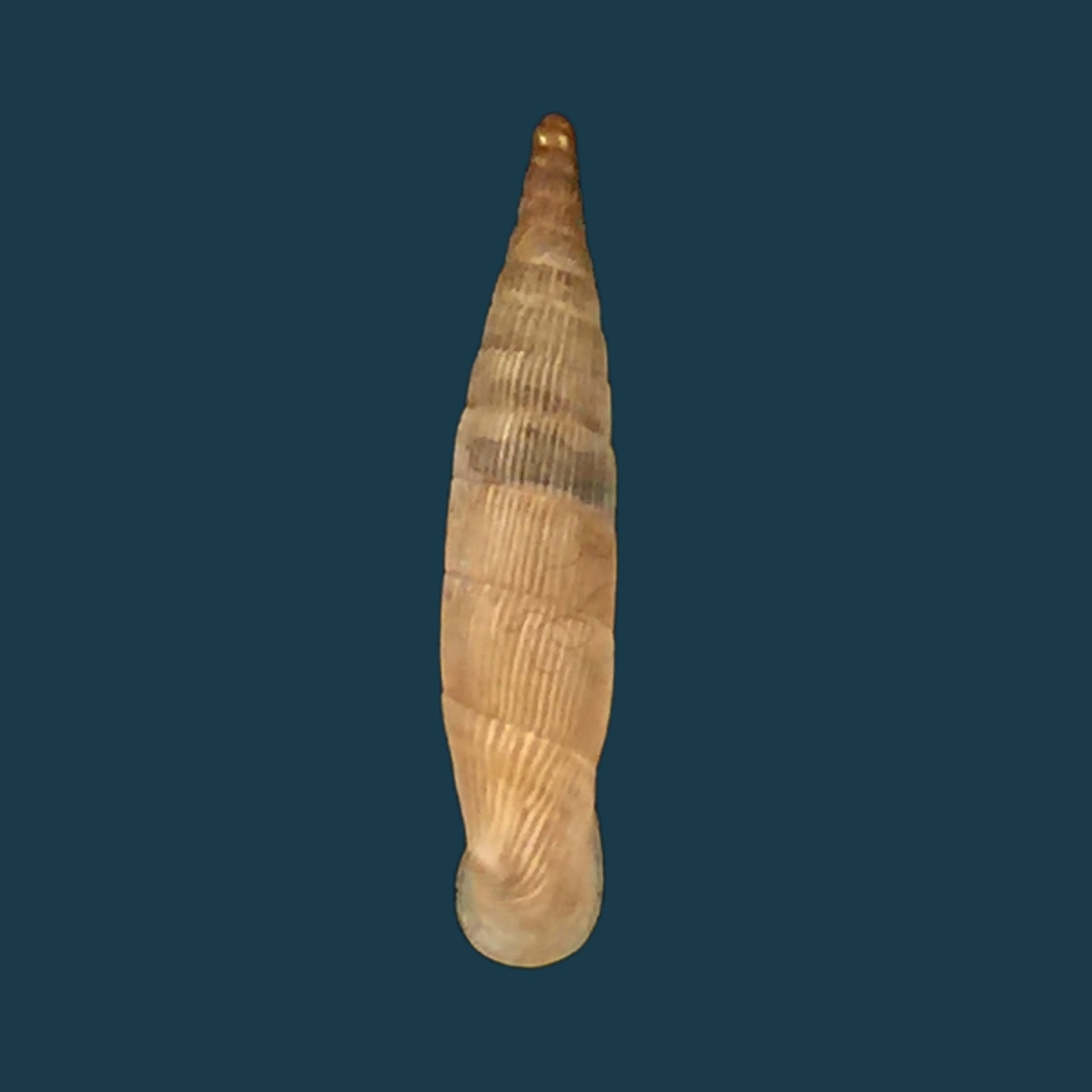 Albinaria hippolyti aphrodite (Boettger, 1883) - 19,9mm