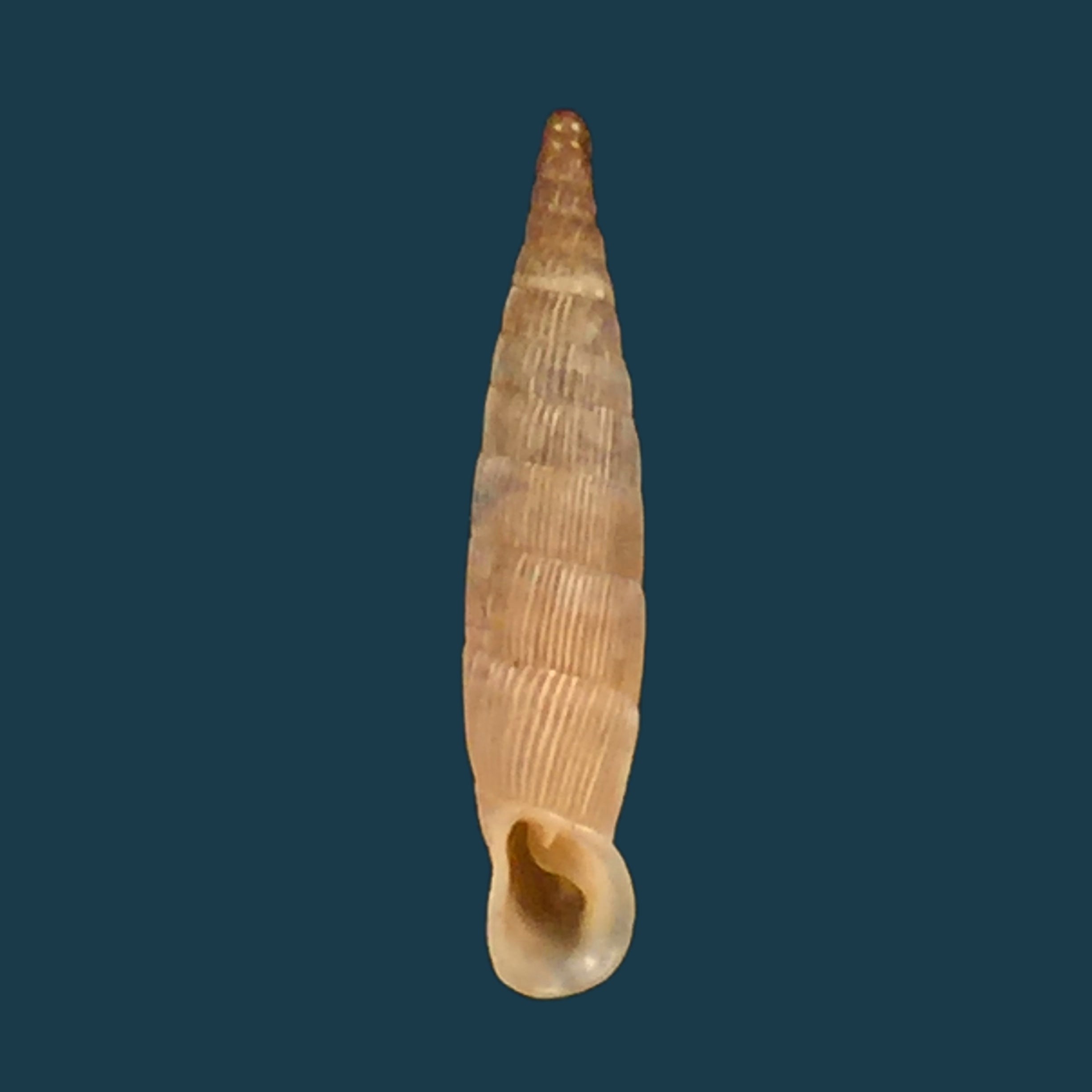 Albinaria hippolyti aphrodite (Boettger, 1883) - 19,9mm