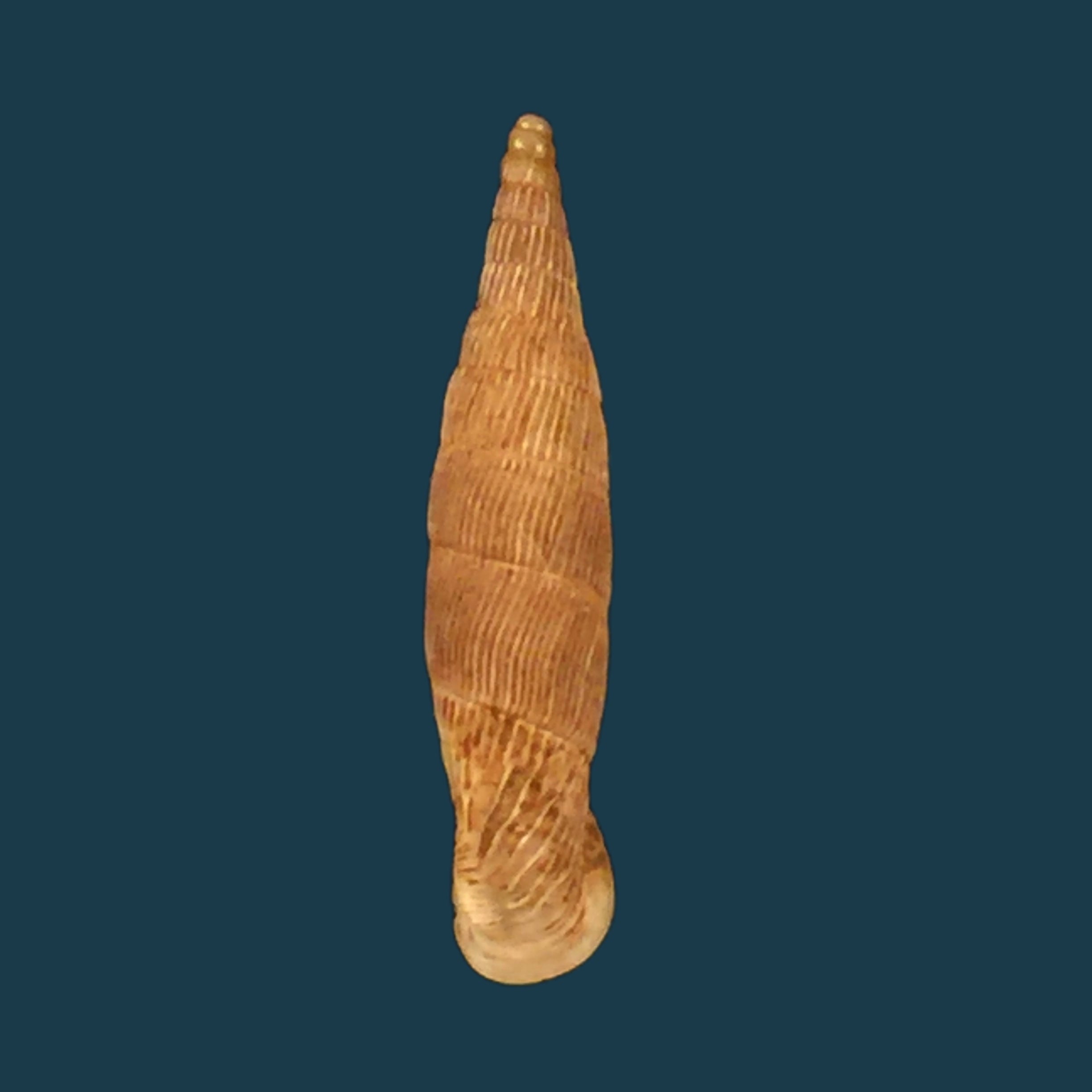 Albinaria klemmi O. Paget, 1971 - 21,1mm
