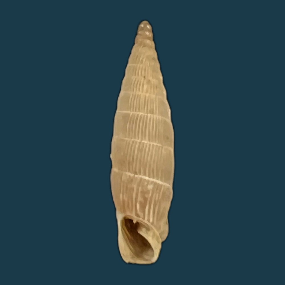 copia-de-albinaria-leonisorum-boettger-1901-19mm