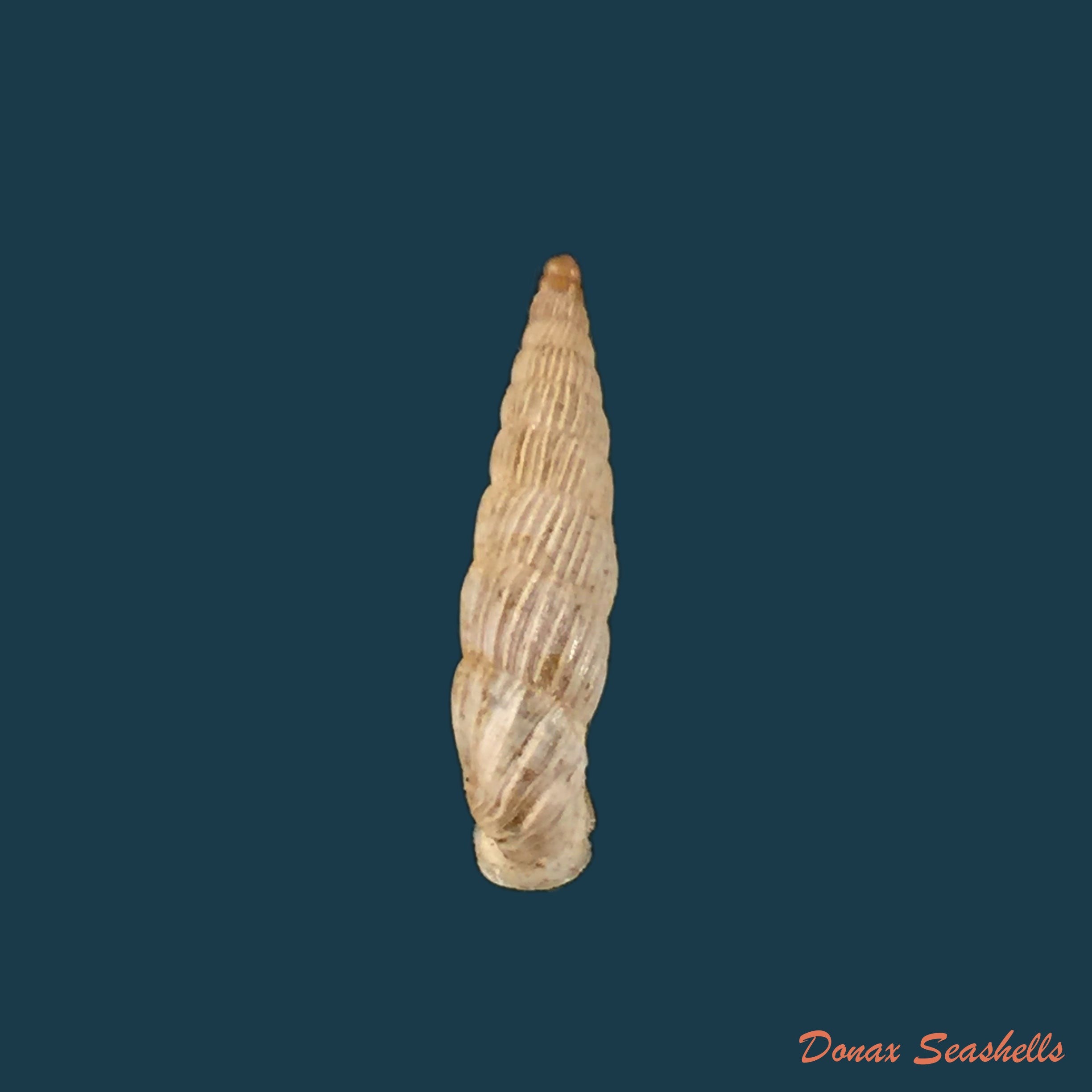copia-de-albinaria-lerosiensis-pfeiffer-1841-15-7mm-1