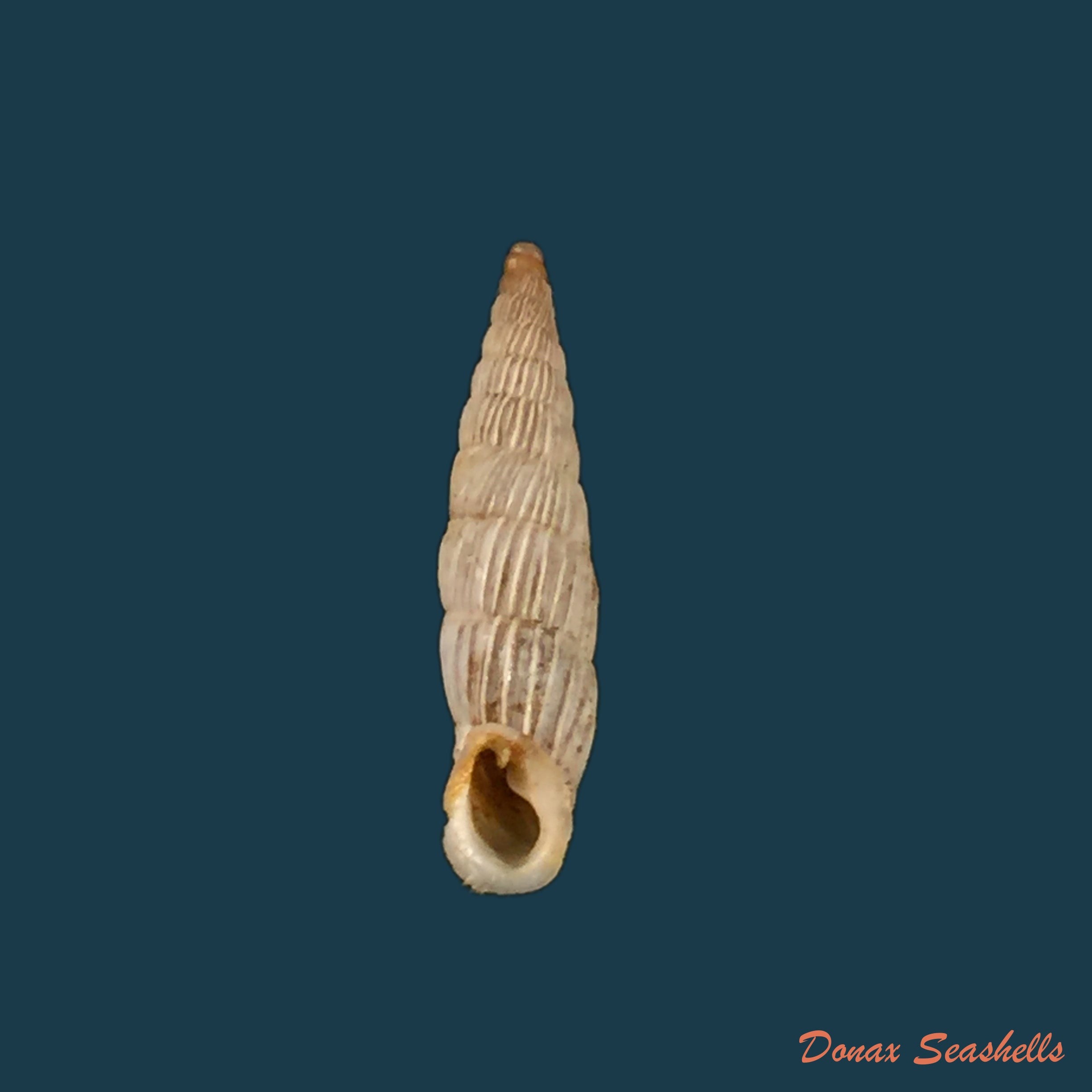 copia-de-albinaria-lerosiensis-pfeiffer-1841-15-7mm-1