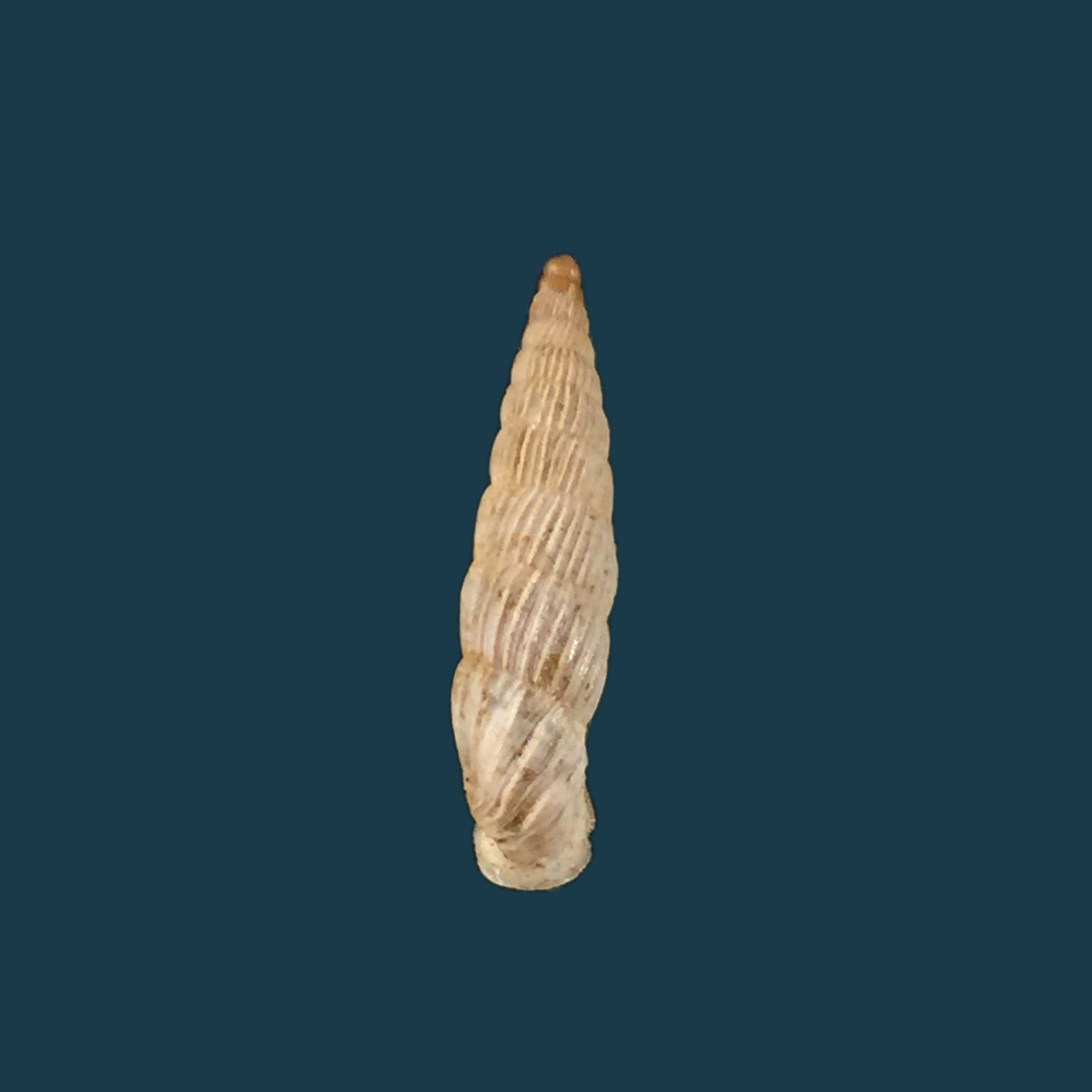 Albinaria lerosiensis (Pfeiffer, 1841) - 17,3毫米